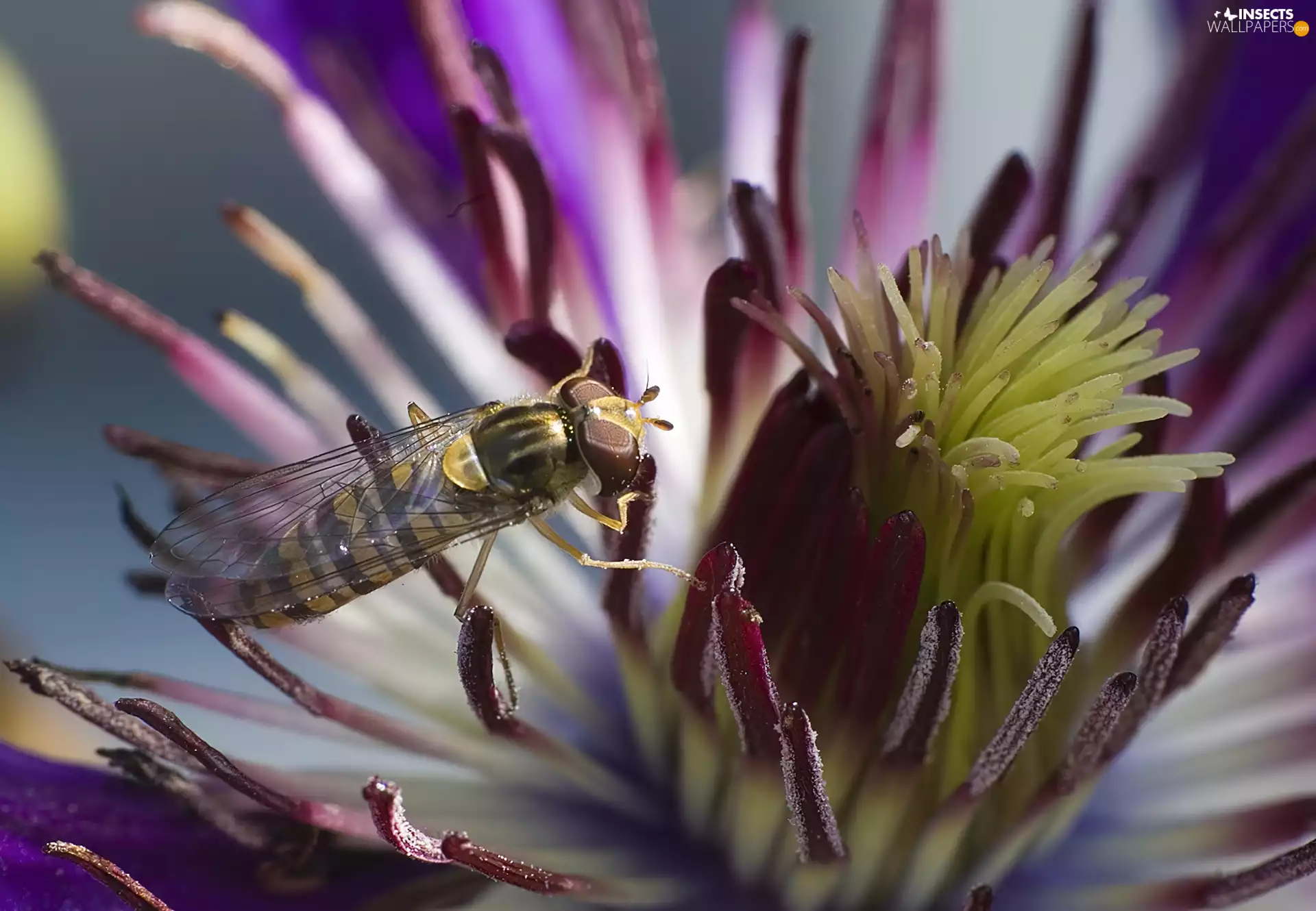 Colourfull Flowers, wasp