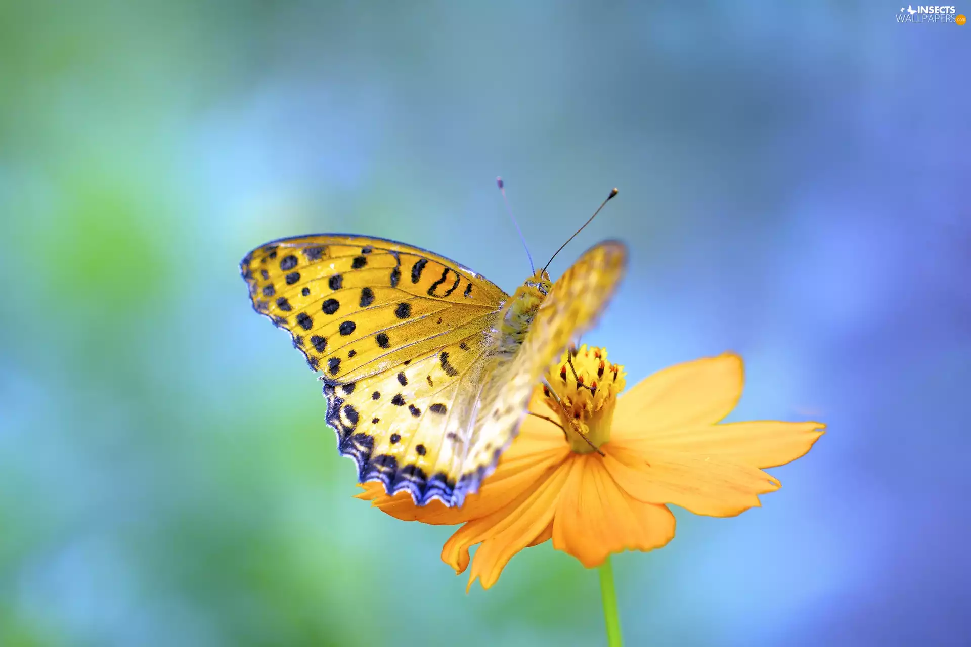 Colourfull Flowers, butterfly, green ones, Yellow, Yellow, blue, background