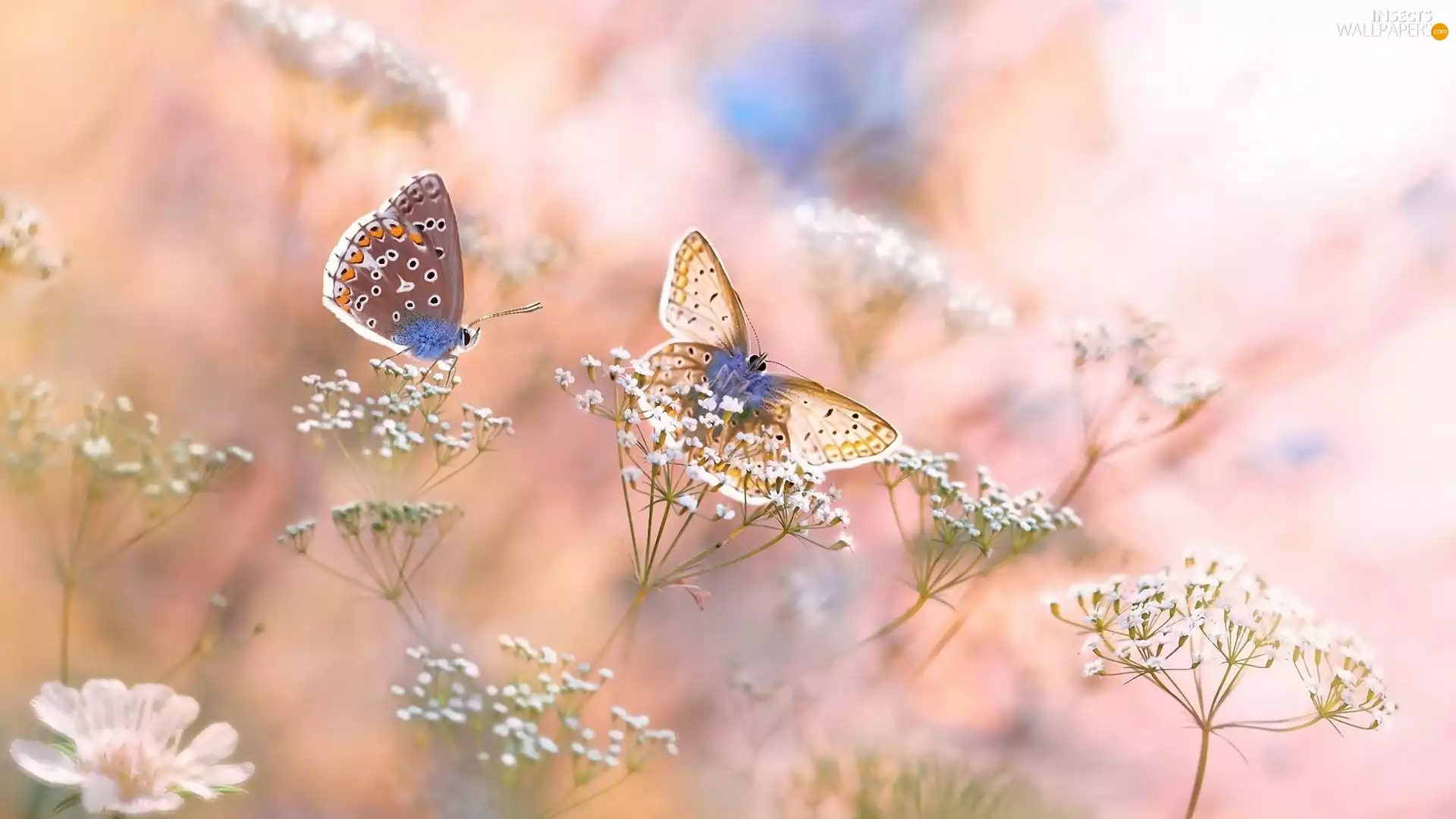 Common blue butterfly, blurry background, Two cars, butterflies, Flowers