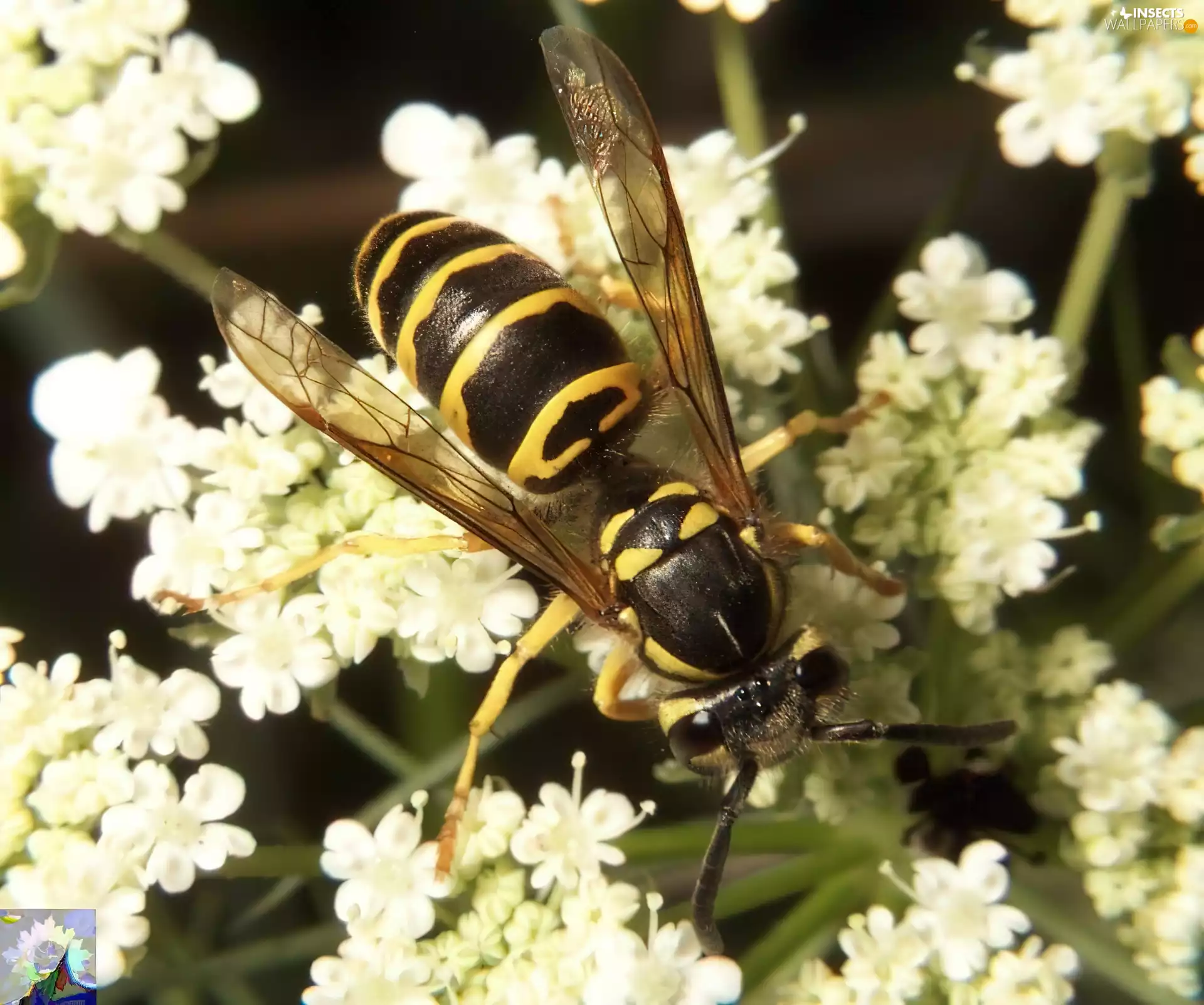 common Wasp, Flowers