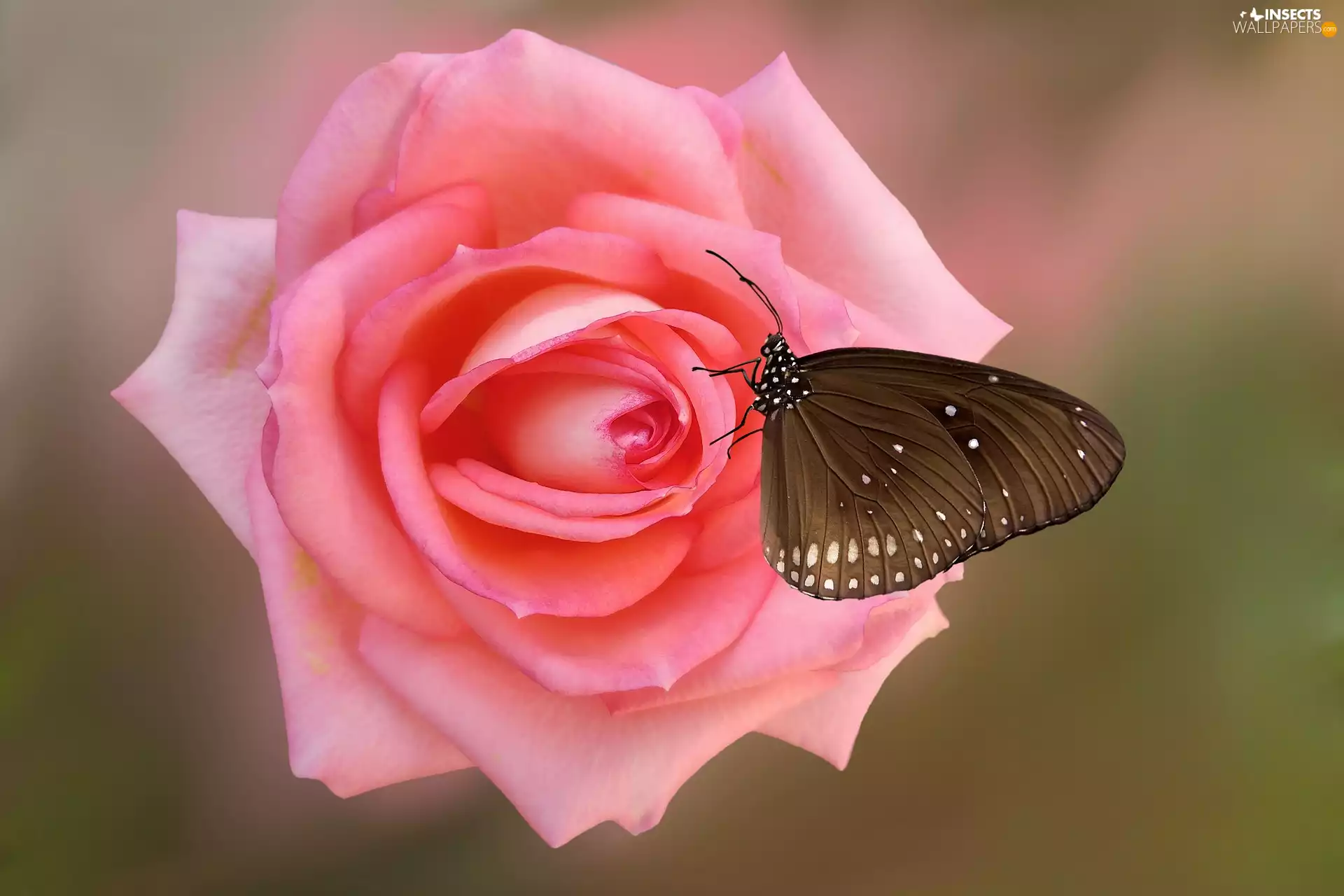 Colourfull Flowers, Pink, Common Crow Butterfly, rose