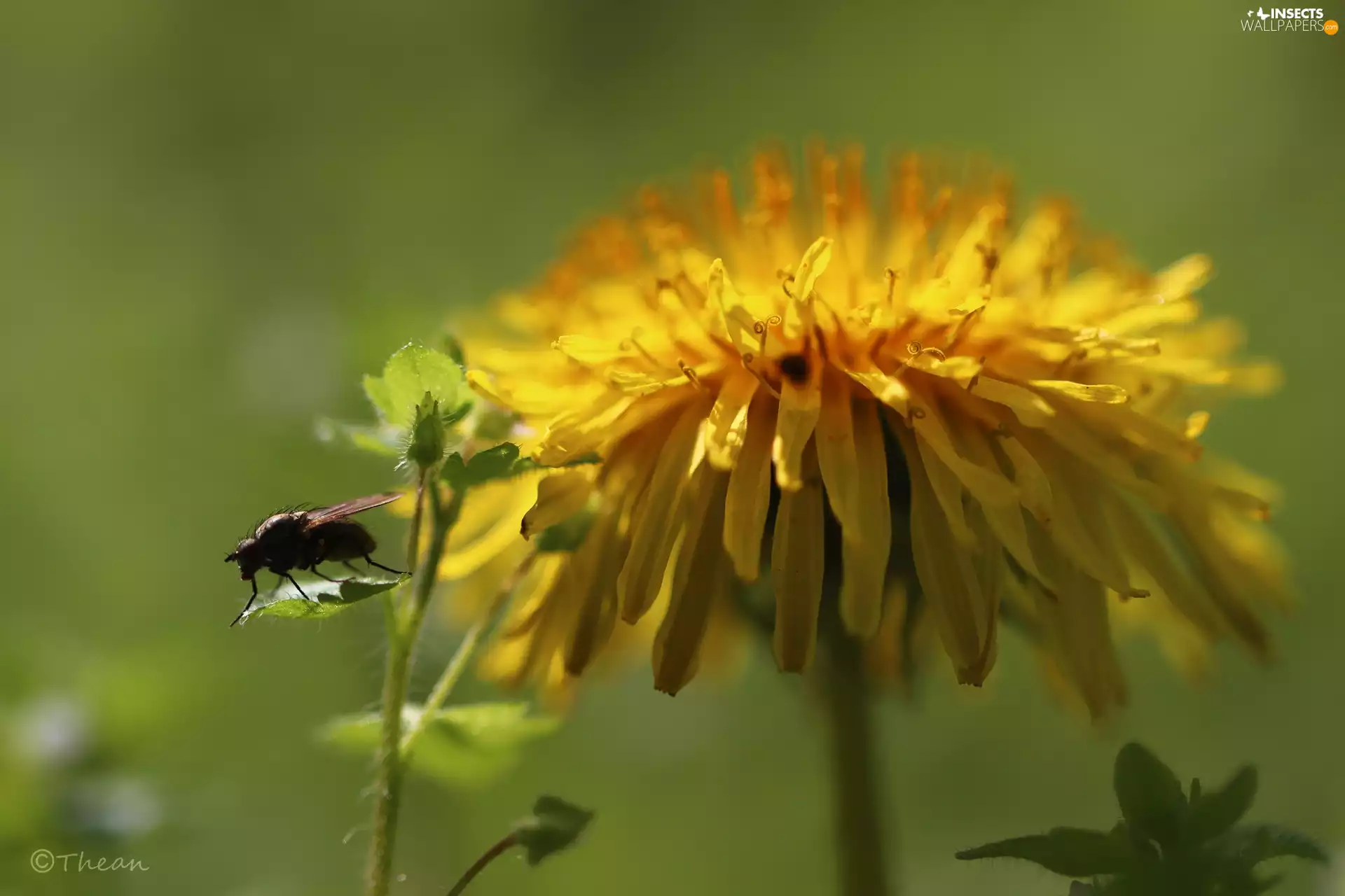 Colourfull Flowers, fly, common, Yellow, puffball