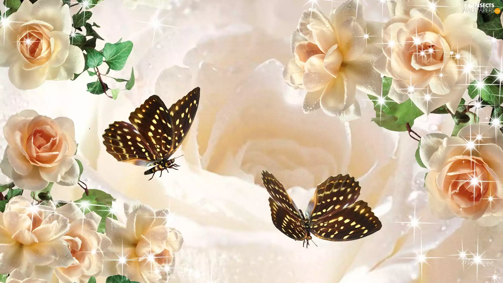graphics, Computer, roses, butterflies, cream