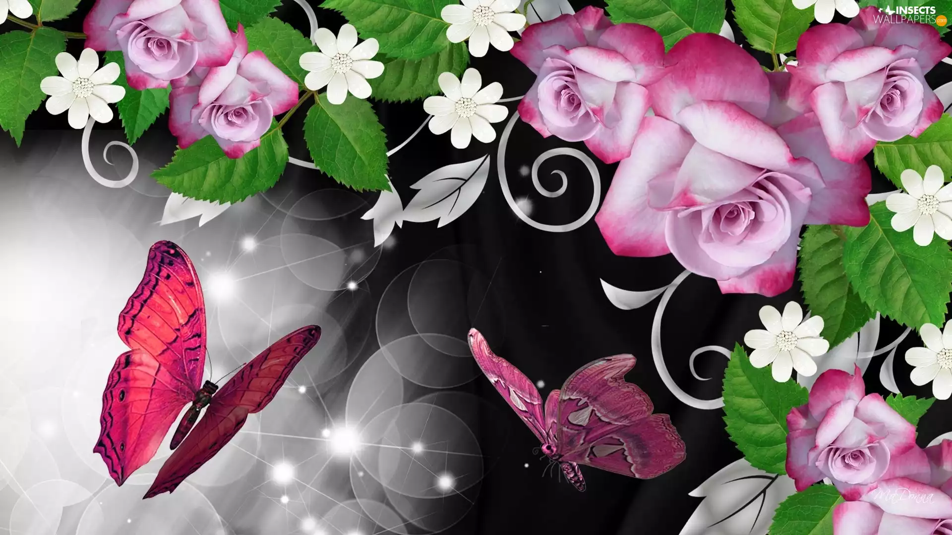 graphics, Computer, roses, butterfly, Pink