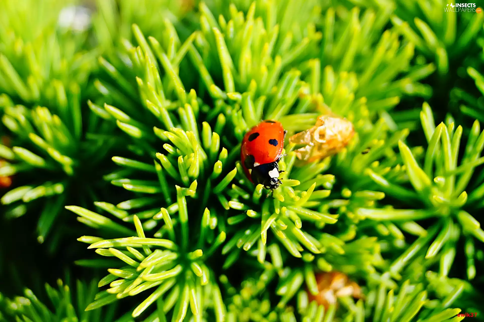 Conica, ladybird, spruce