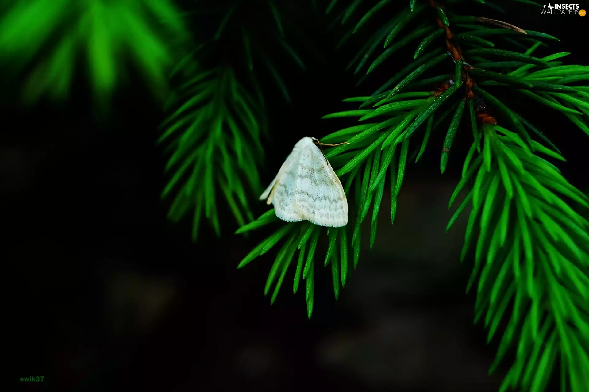 conifer, moth, twig