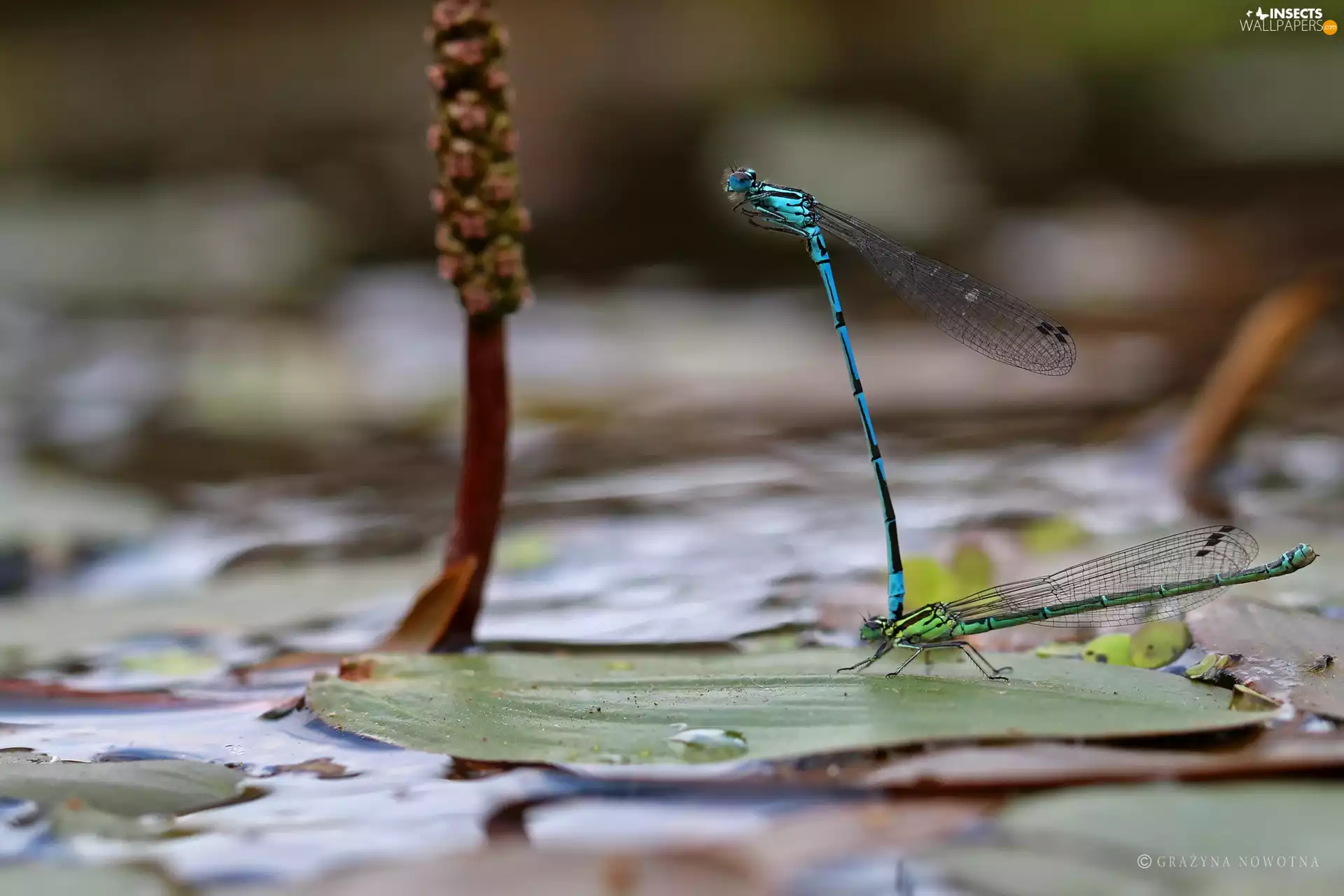 dragon-fly, Two, Copulating
