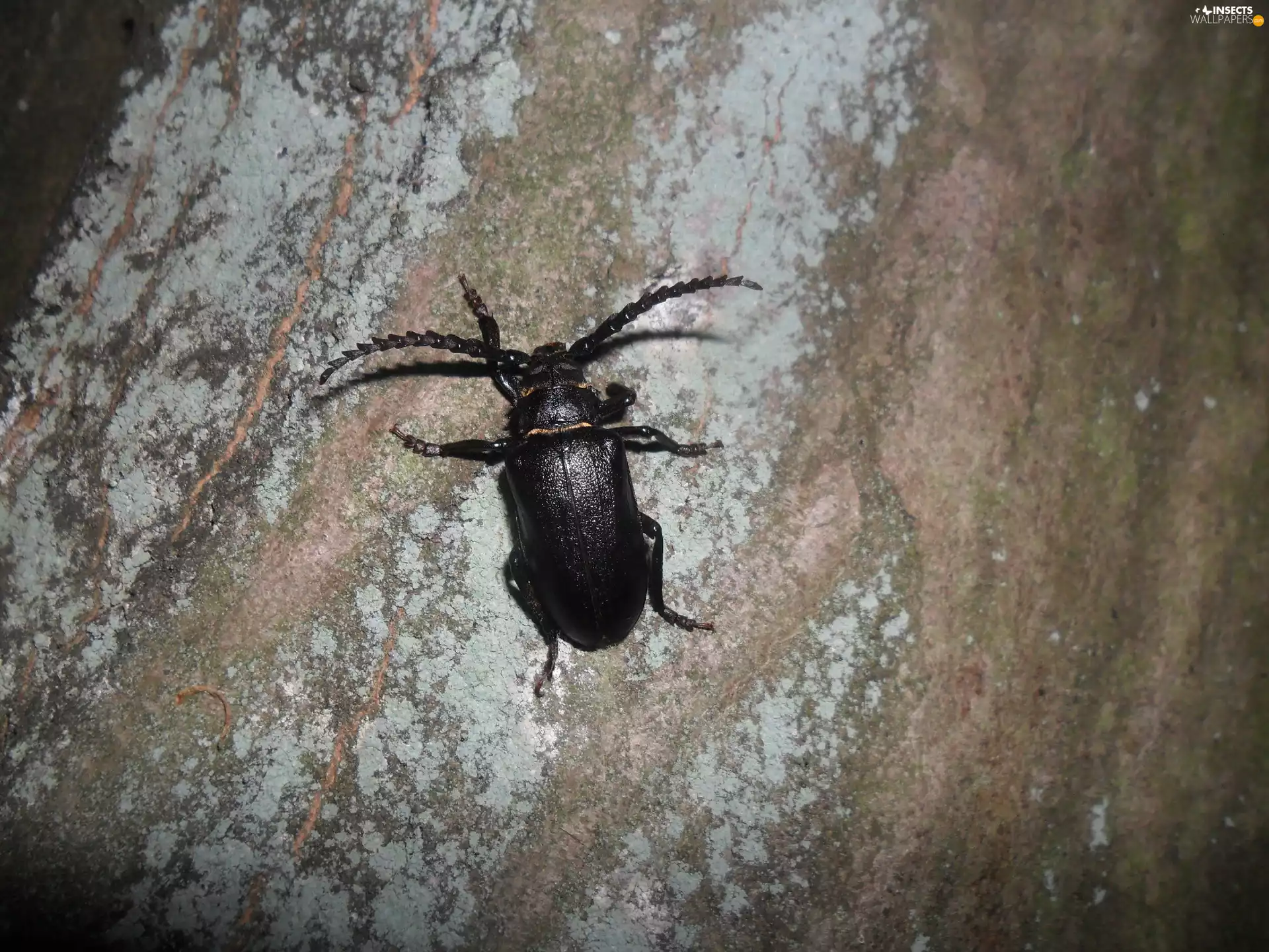cork, Insect, cockchafer