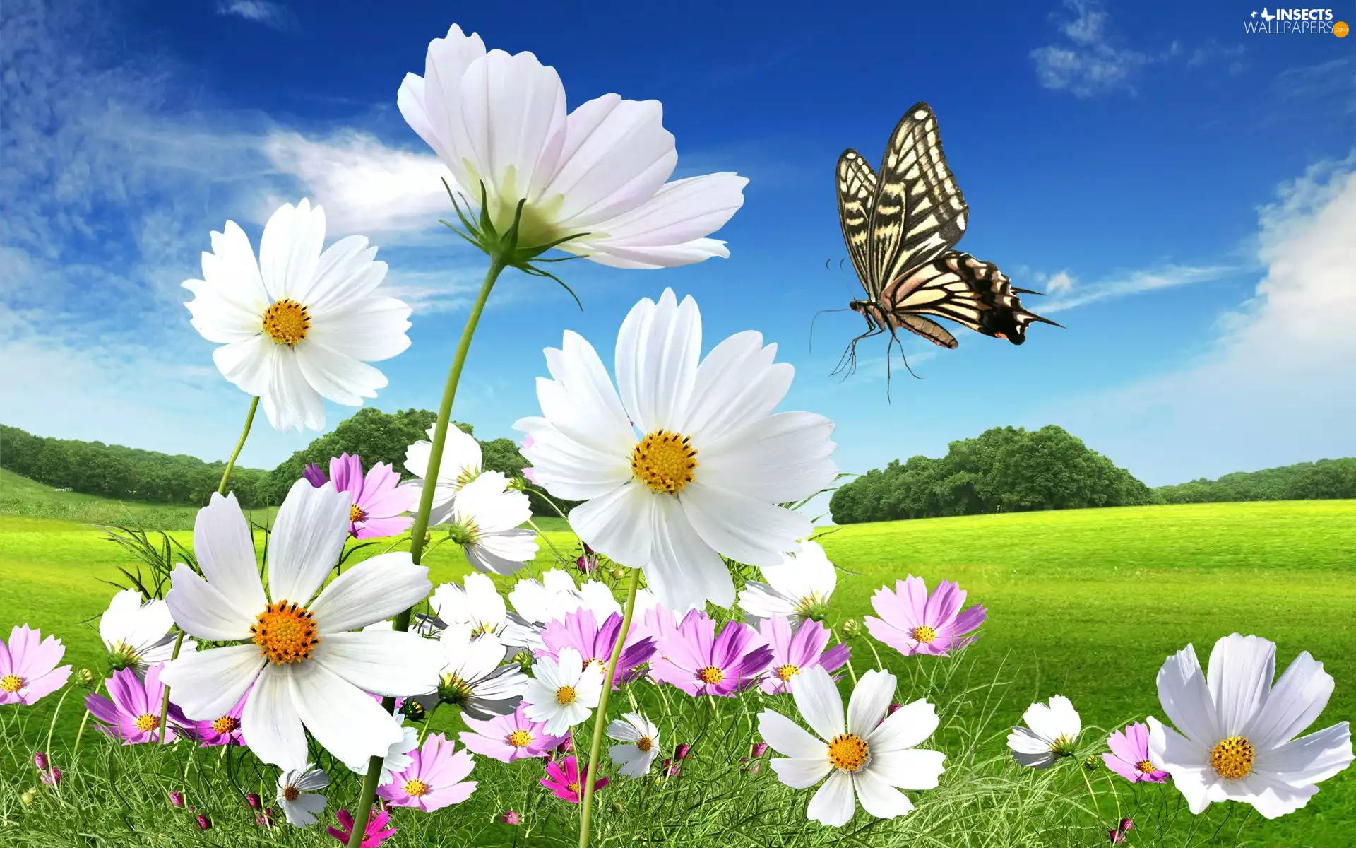 Beauty, butterfly, Meadow, Cosmos