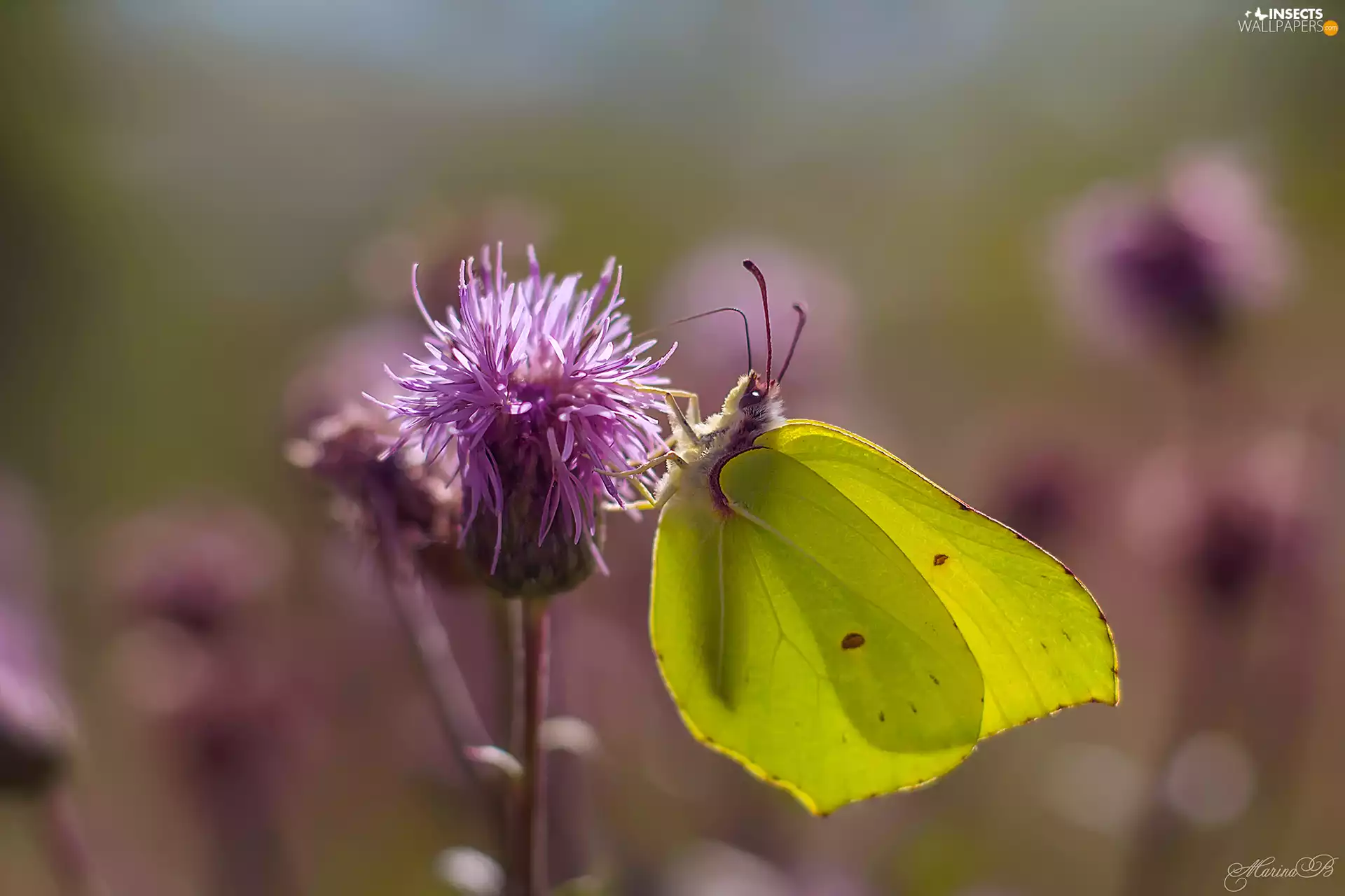 butterfly, Colourfull Flowers, Creeping Thistle, Gonepteryx rhamni