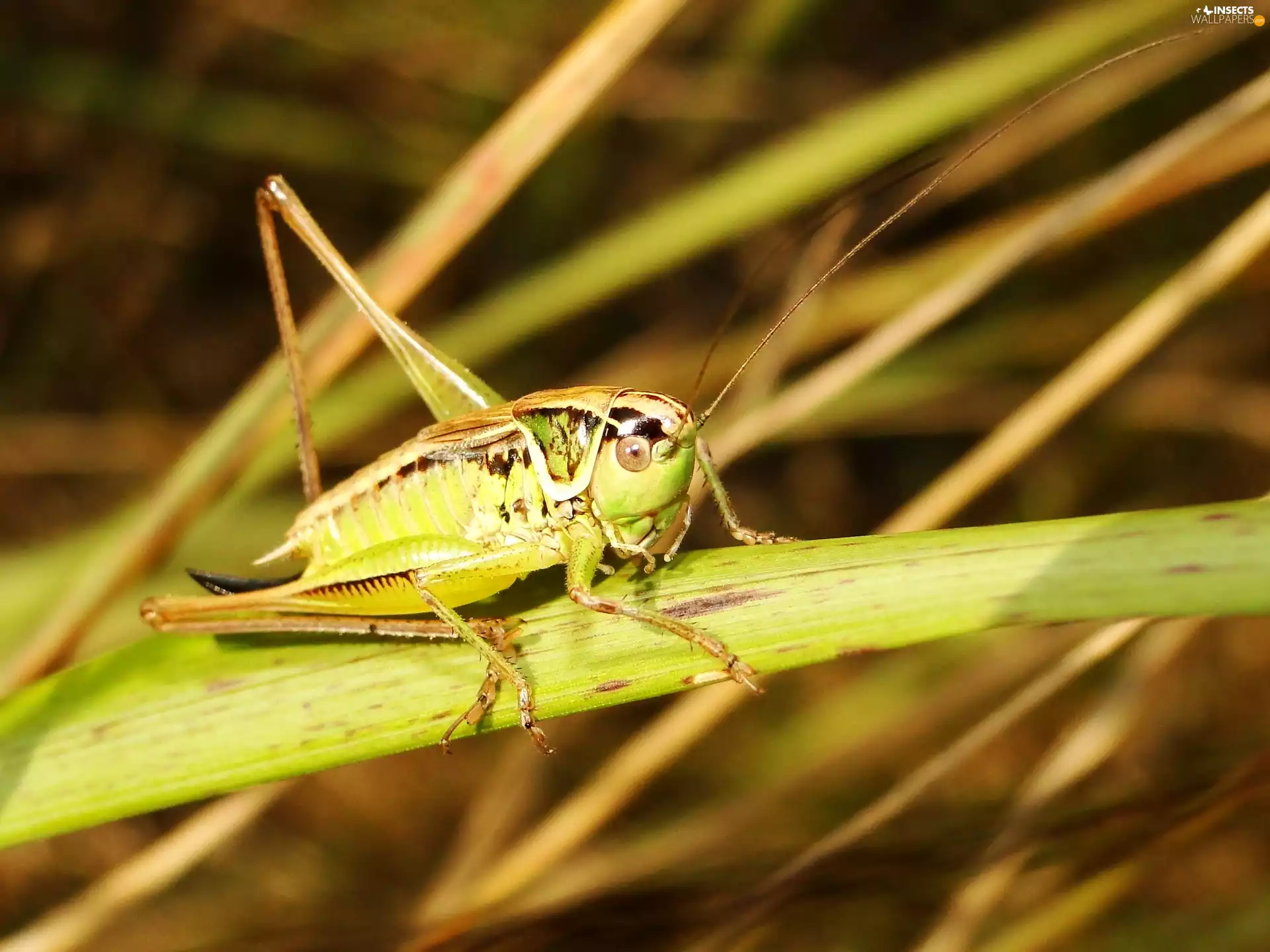 Insect, Roesels bush-cricket, female, grasshopper