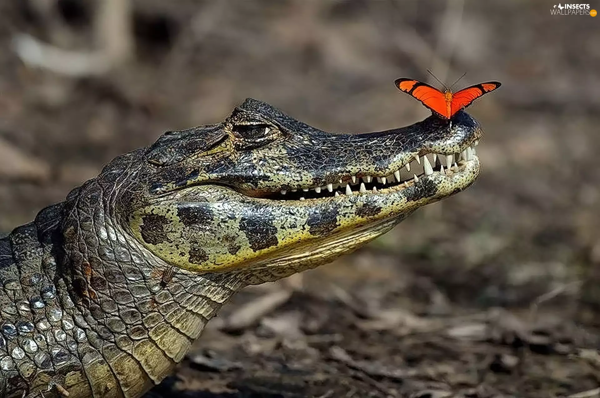 Crocodile, butterfly