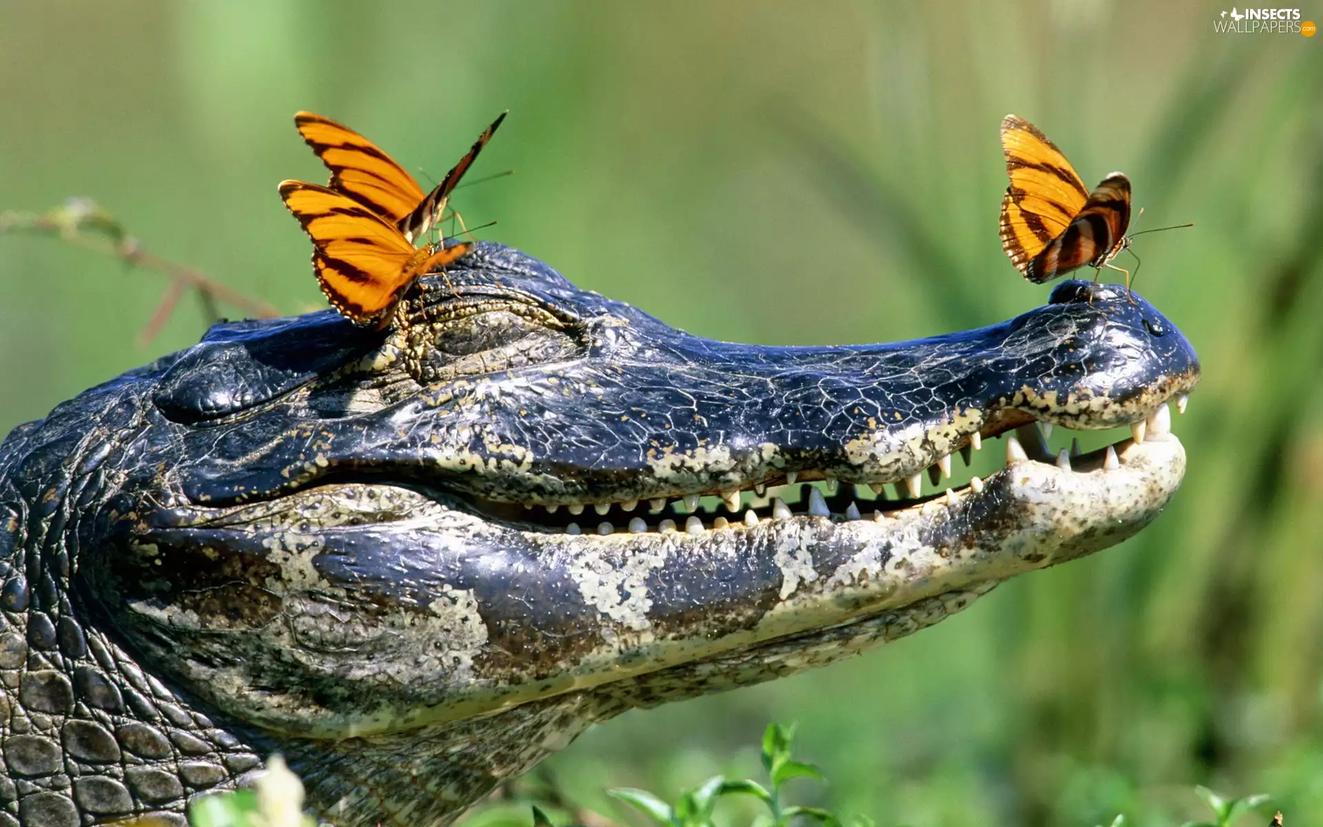 Crocodile, butterflies, Head