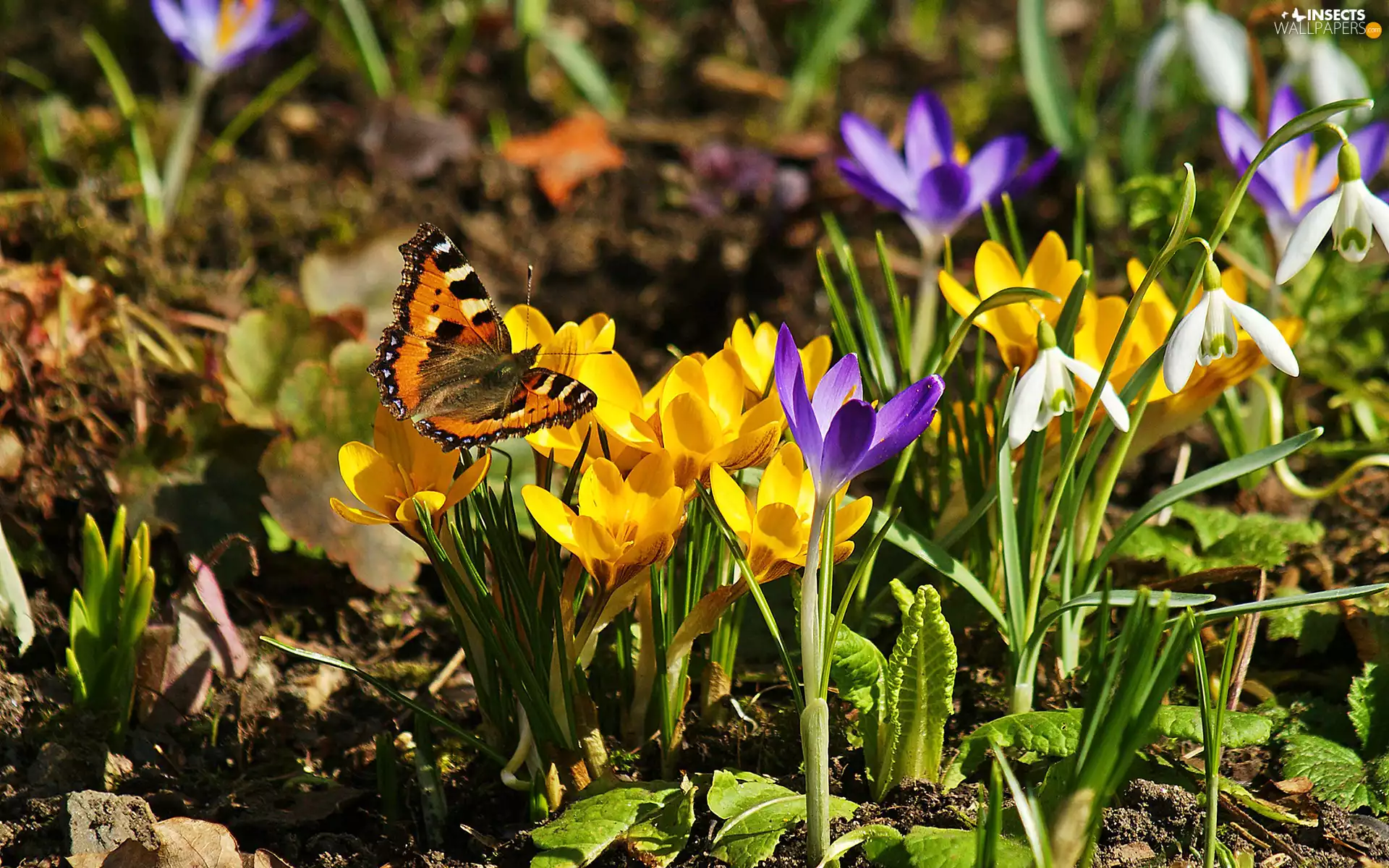 Spring, snowdrops, butterfly, crocuses