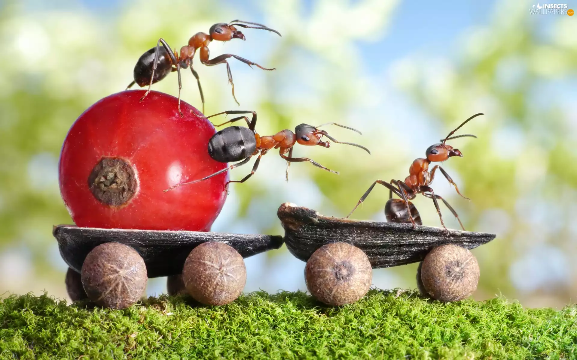 trolley, currant, Close, ants, Funny