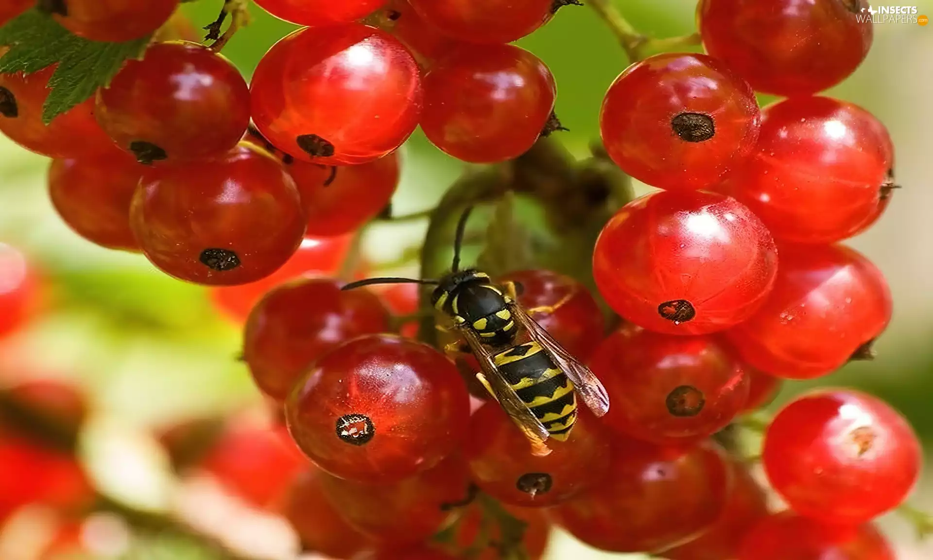 currants, wasp