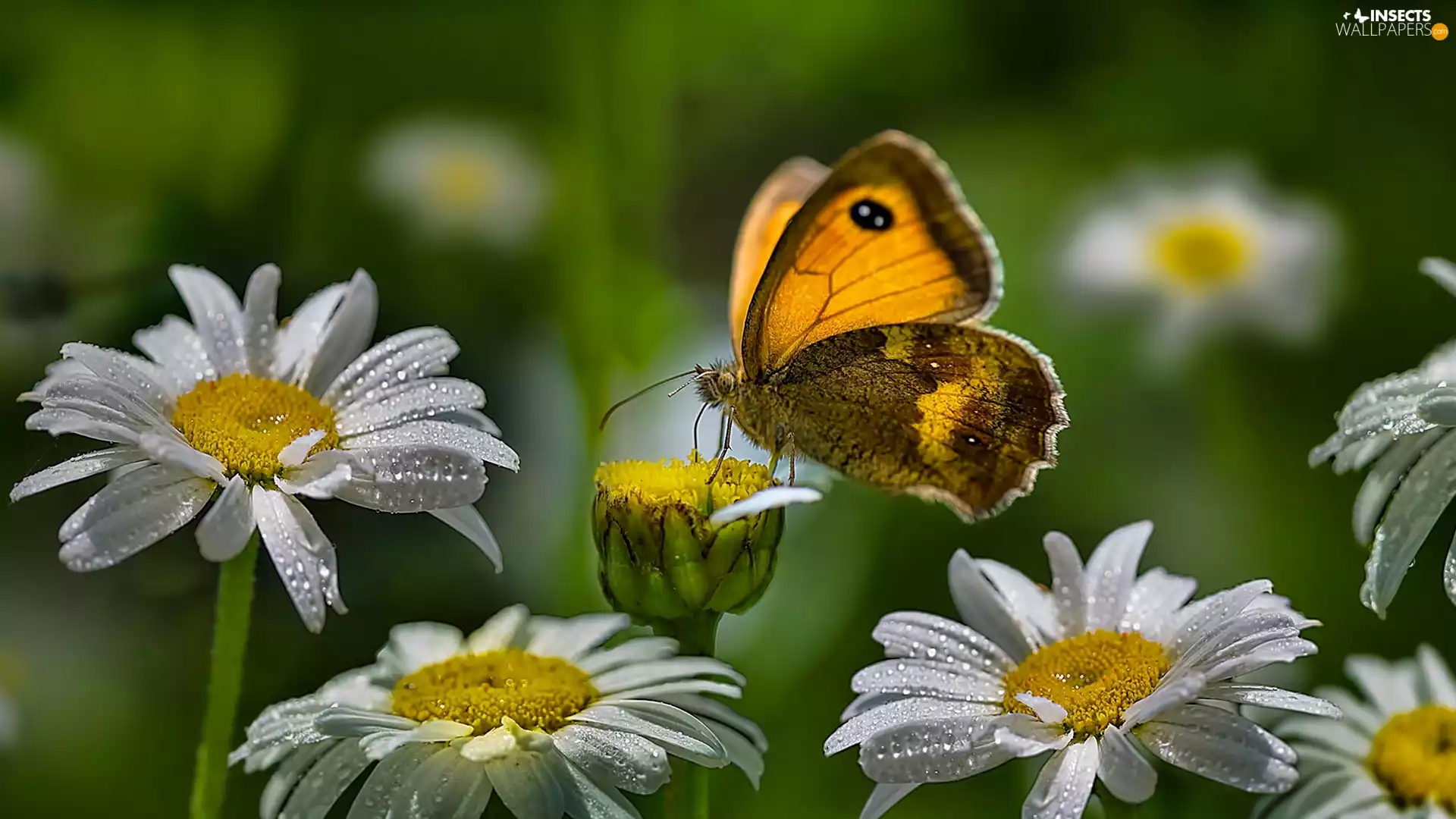 Daisy, butterfly