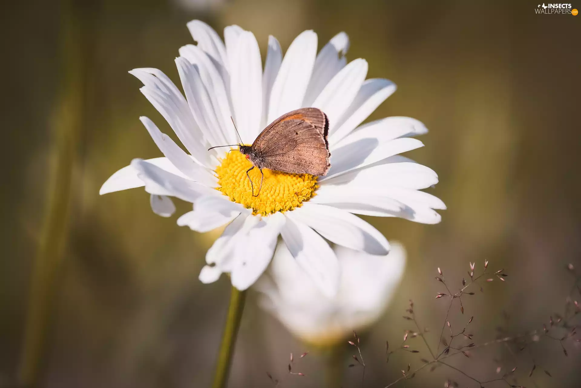 daisy, butterfly