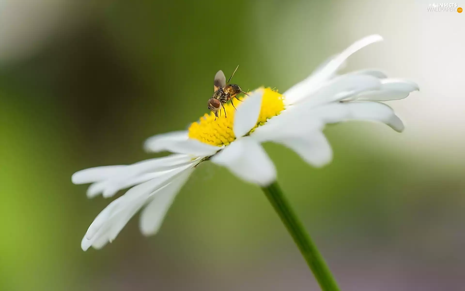 fly, Colourfull Flowers, Daisy