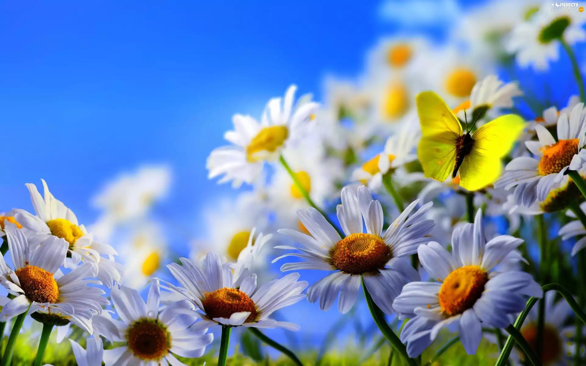 White, Yellow, butterfly, daisy