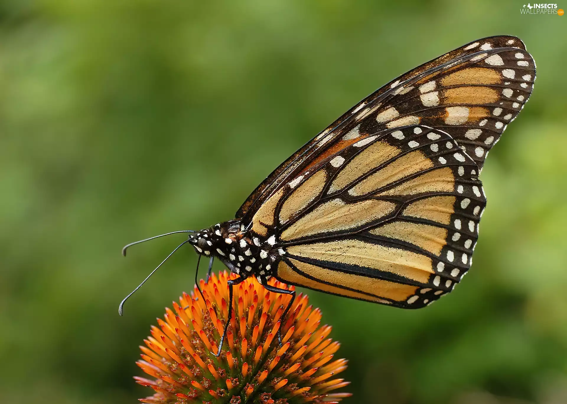 Flower, butterfly, Monarch Danaid