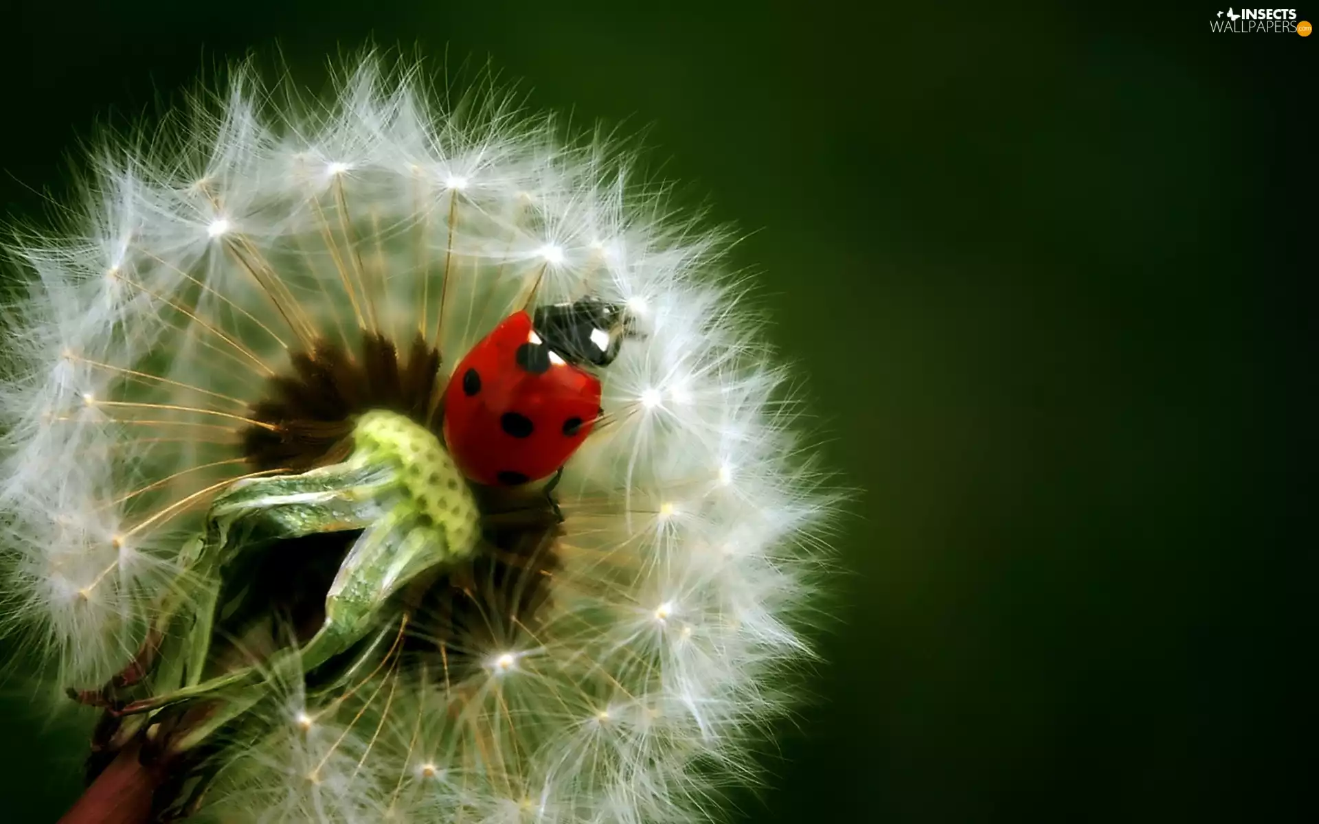 Dandelion, ladybird, an