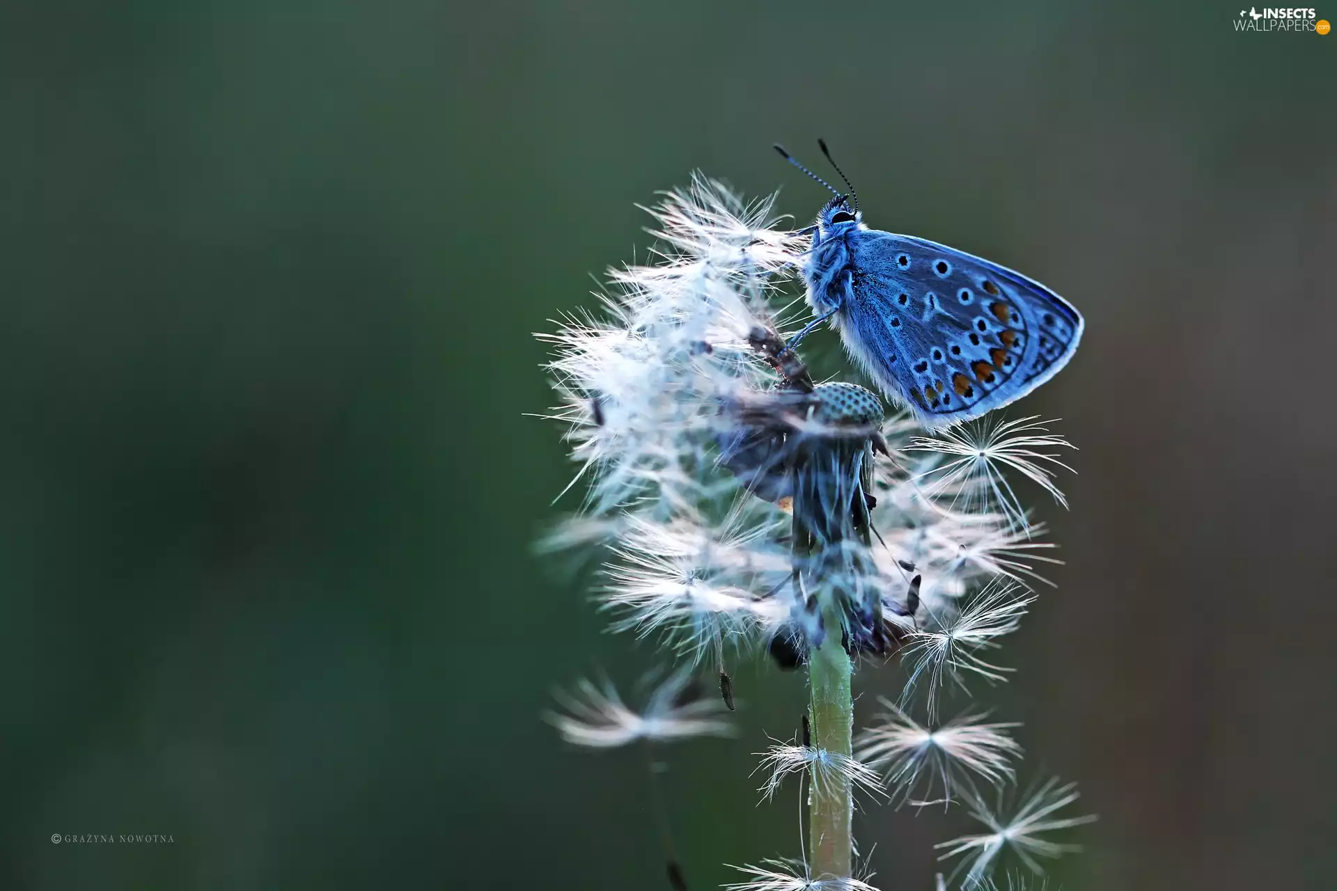 Dusky, dandelion, Common Dandelion, butterfly