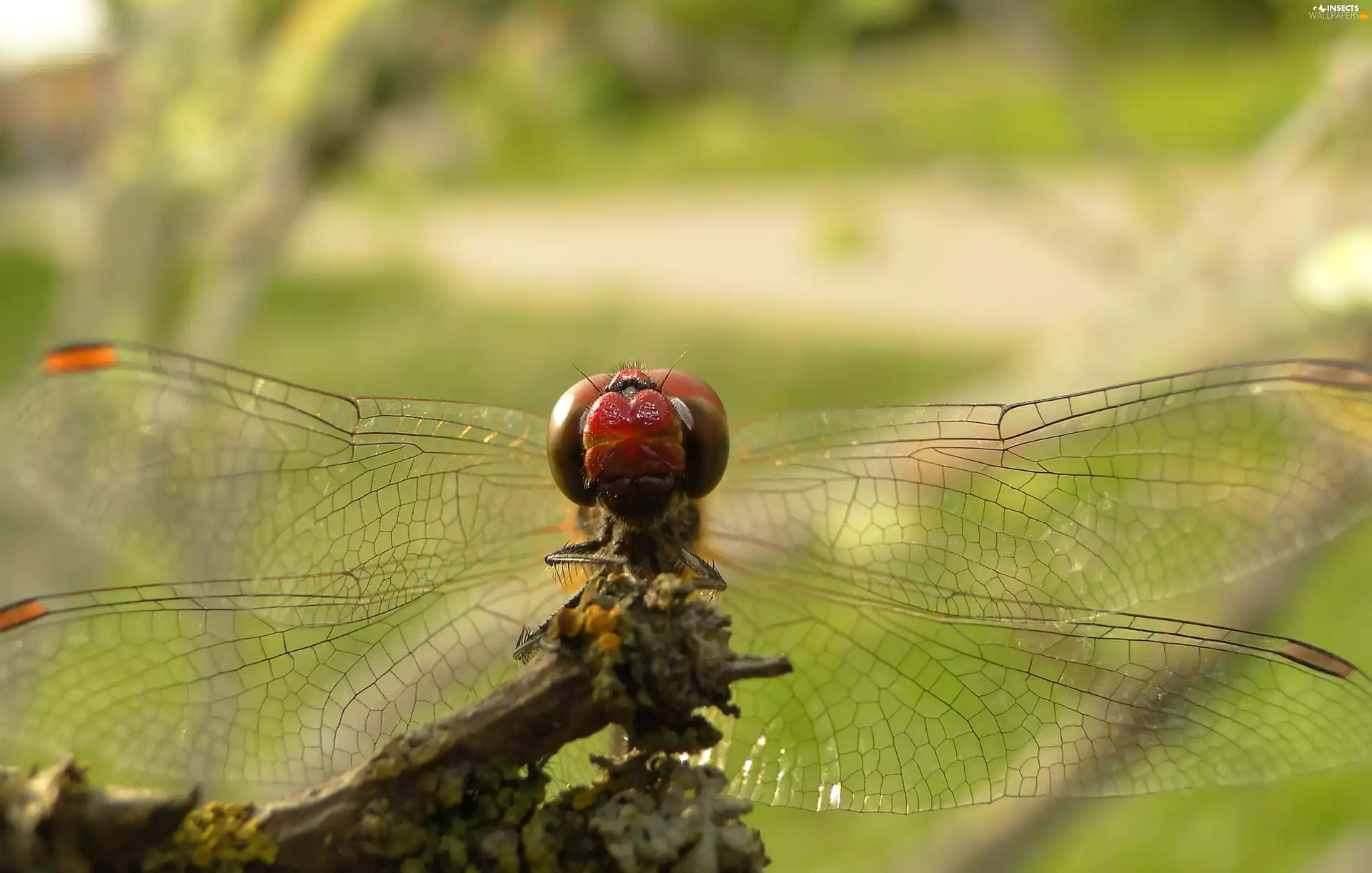 Ruddy Darter, Insect, dragon-fly