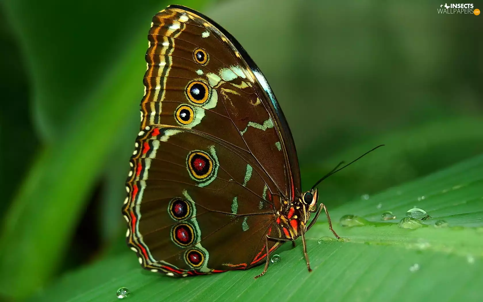 dew, butterfly, leaf