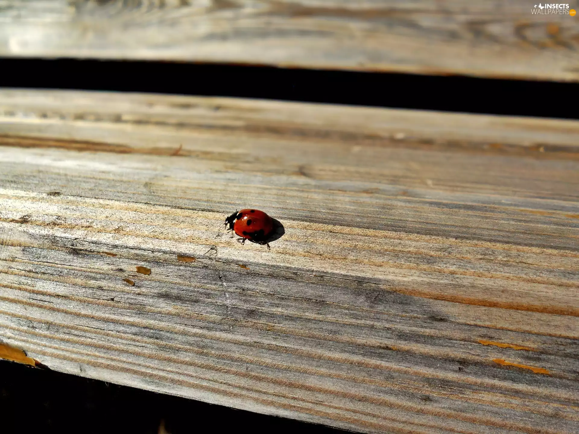 dot, ladybird, spilled