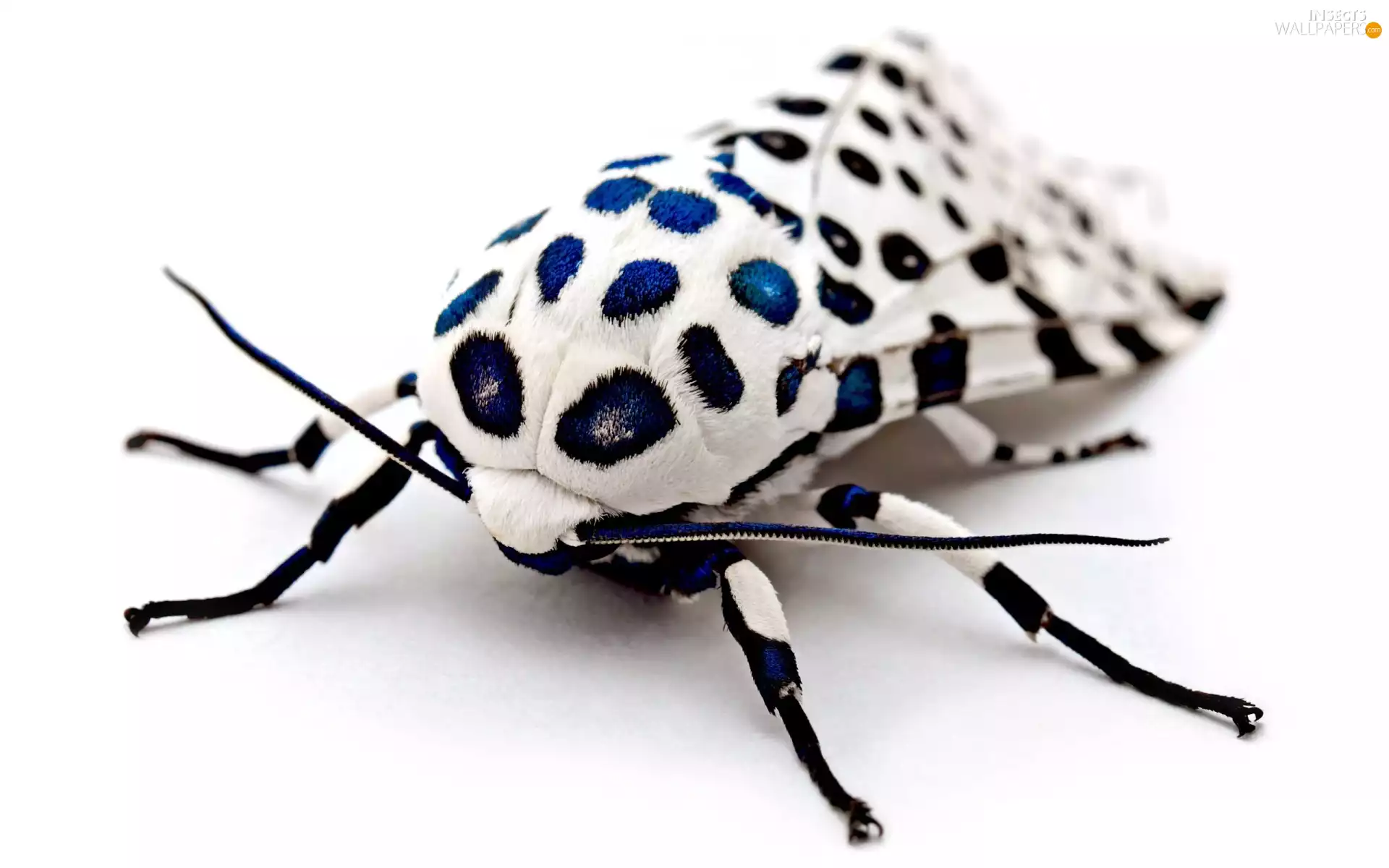 dots, moth, Blue