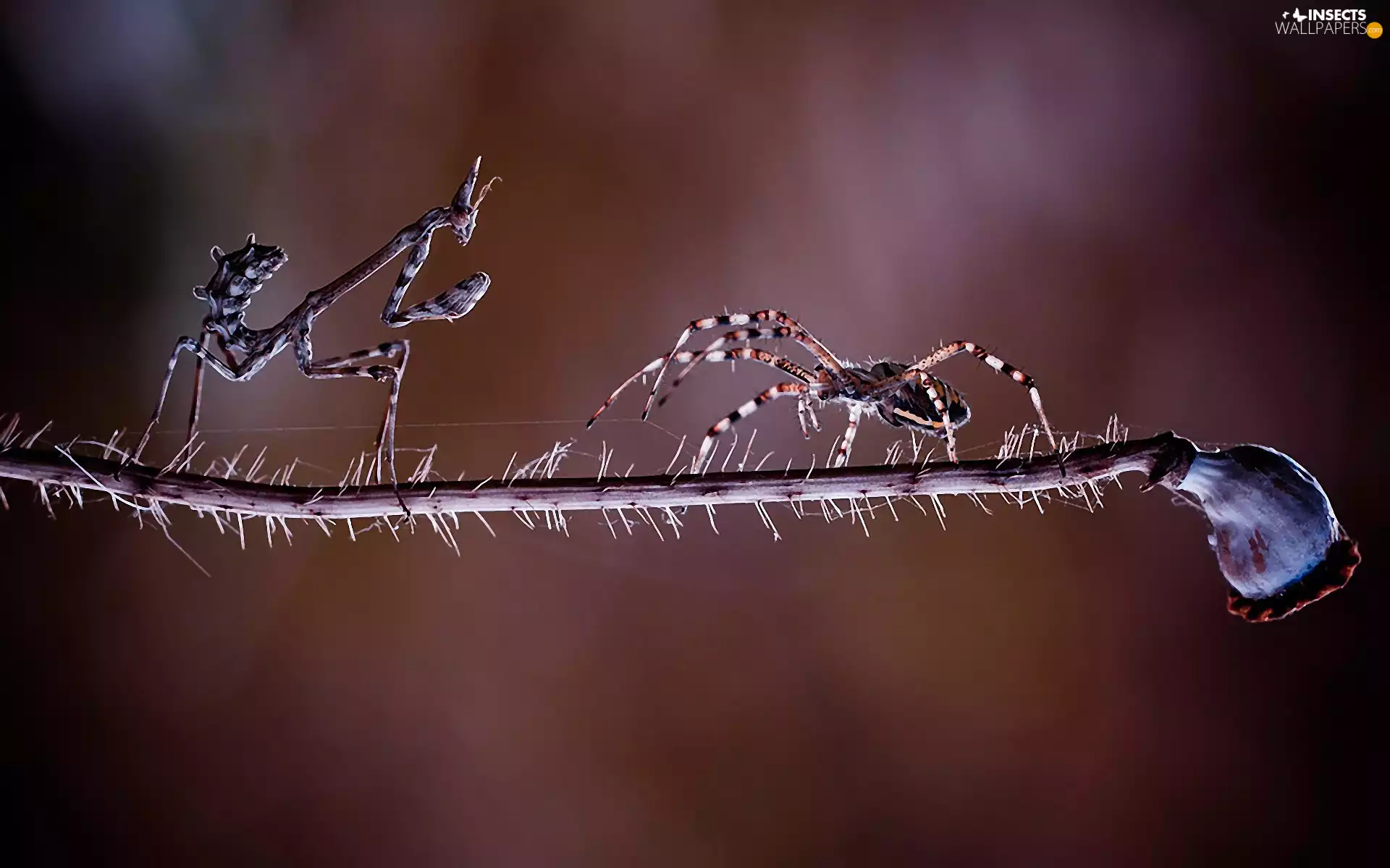 stalk, red weed, double, Spider, mantis