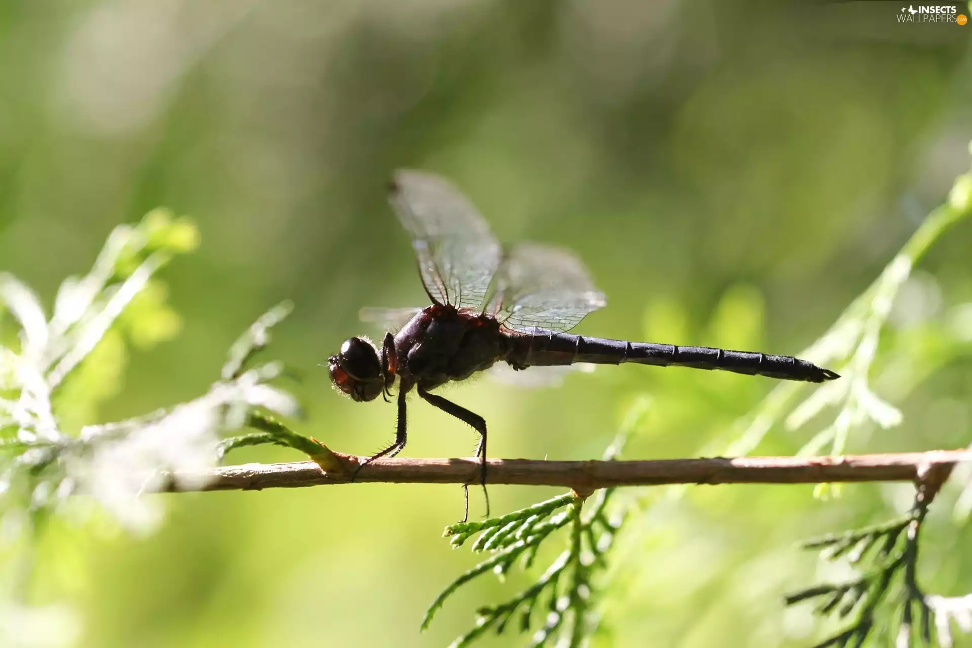dragon-fly, branch