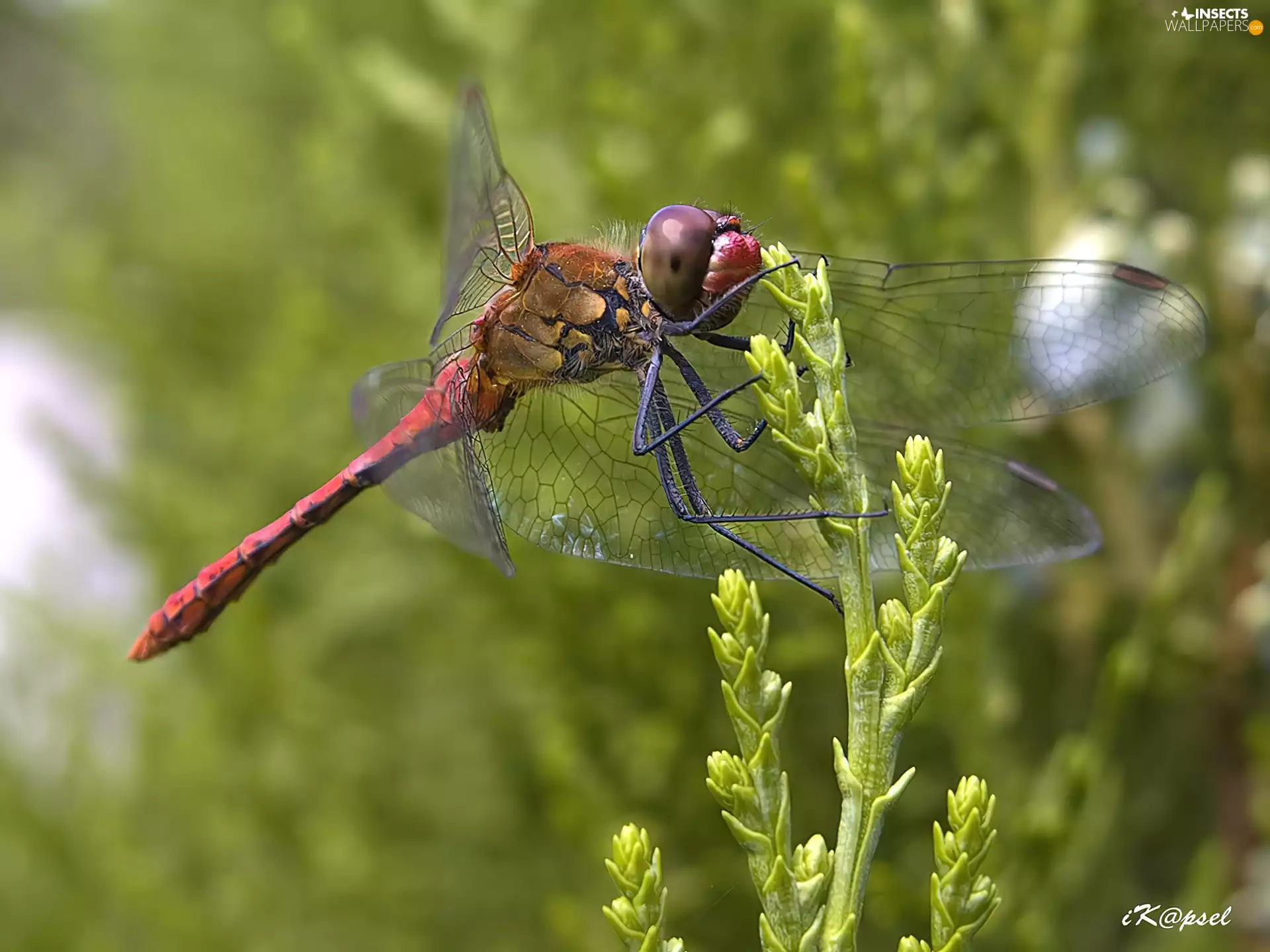 dragon-fly, Flowers