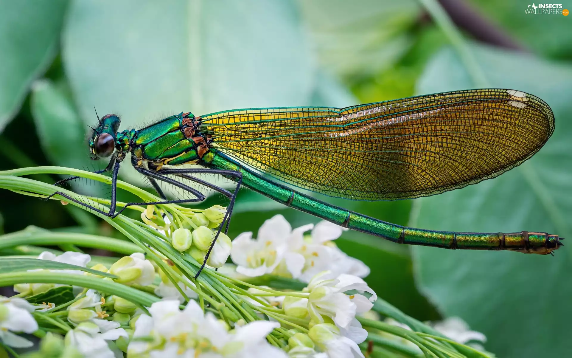dragon-fly, Flowers