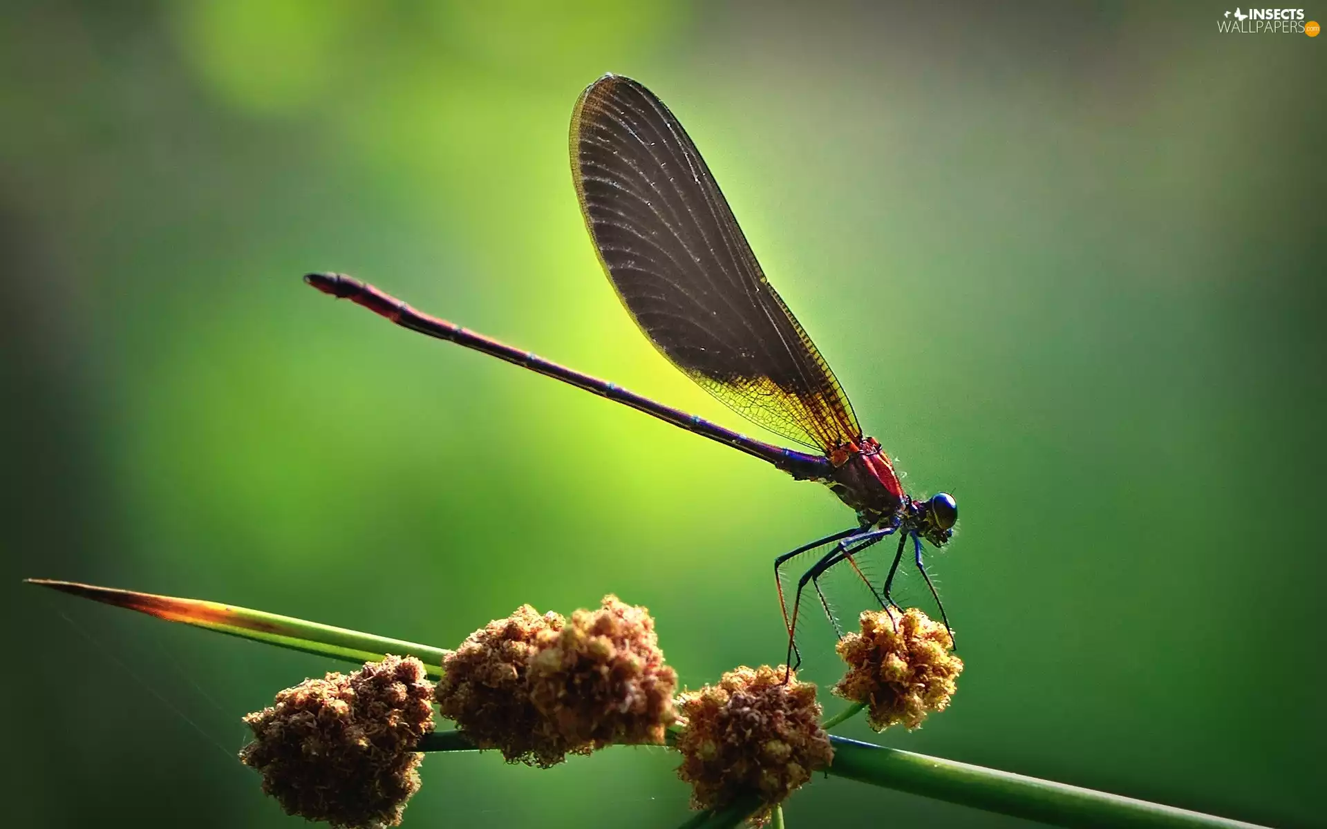 dragon-fly