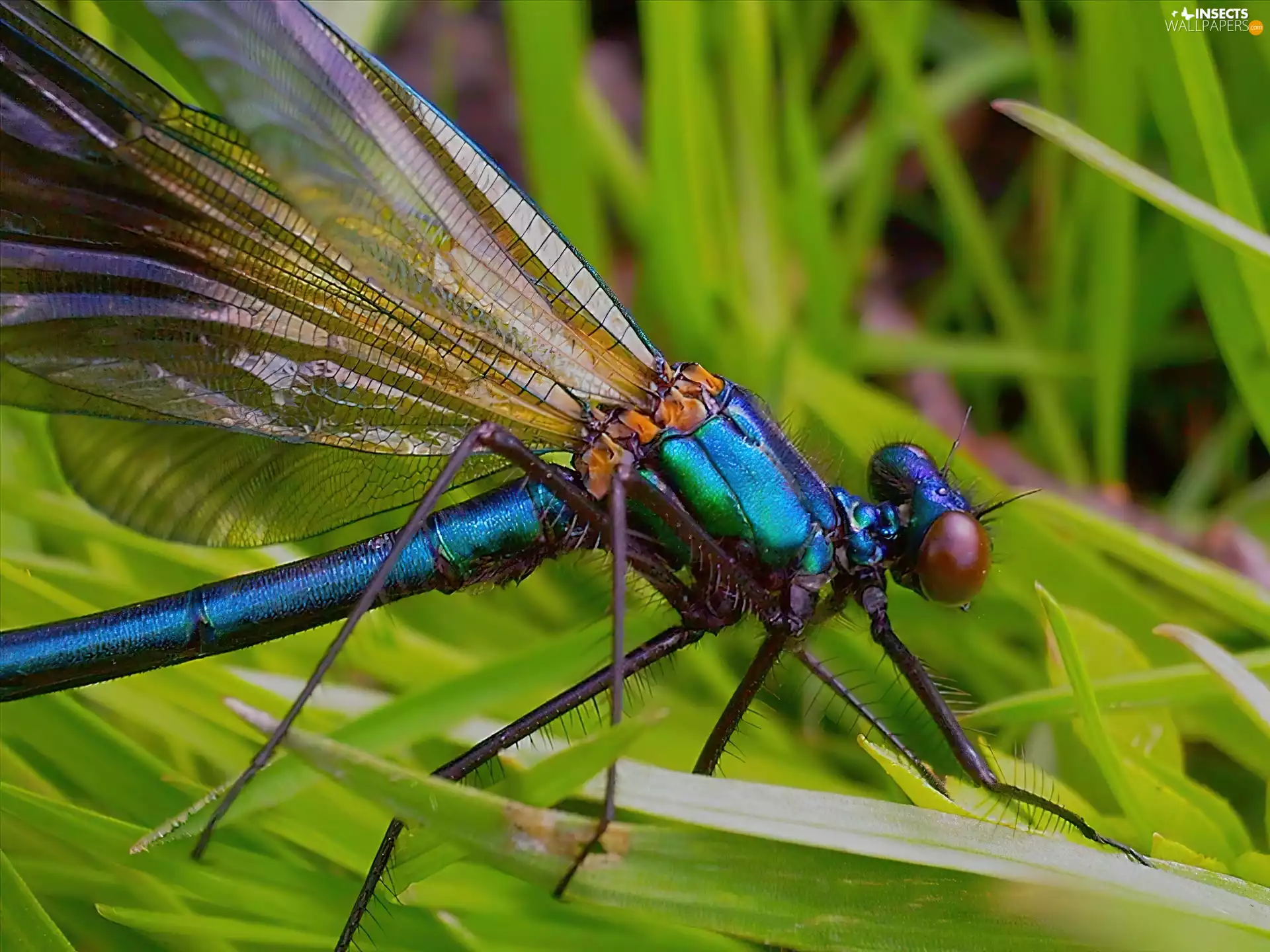grass, dragon-fly, wings, Blue