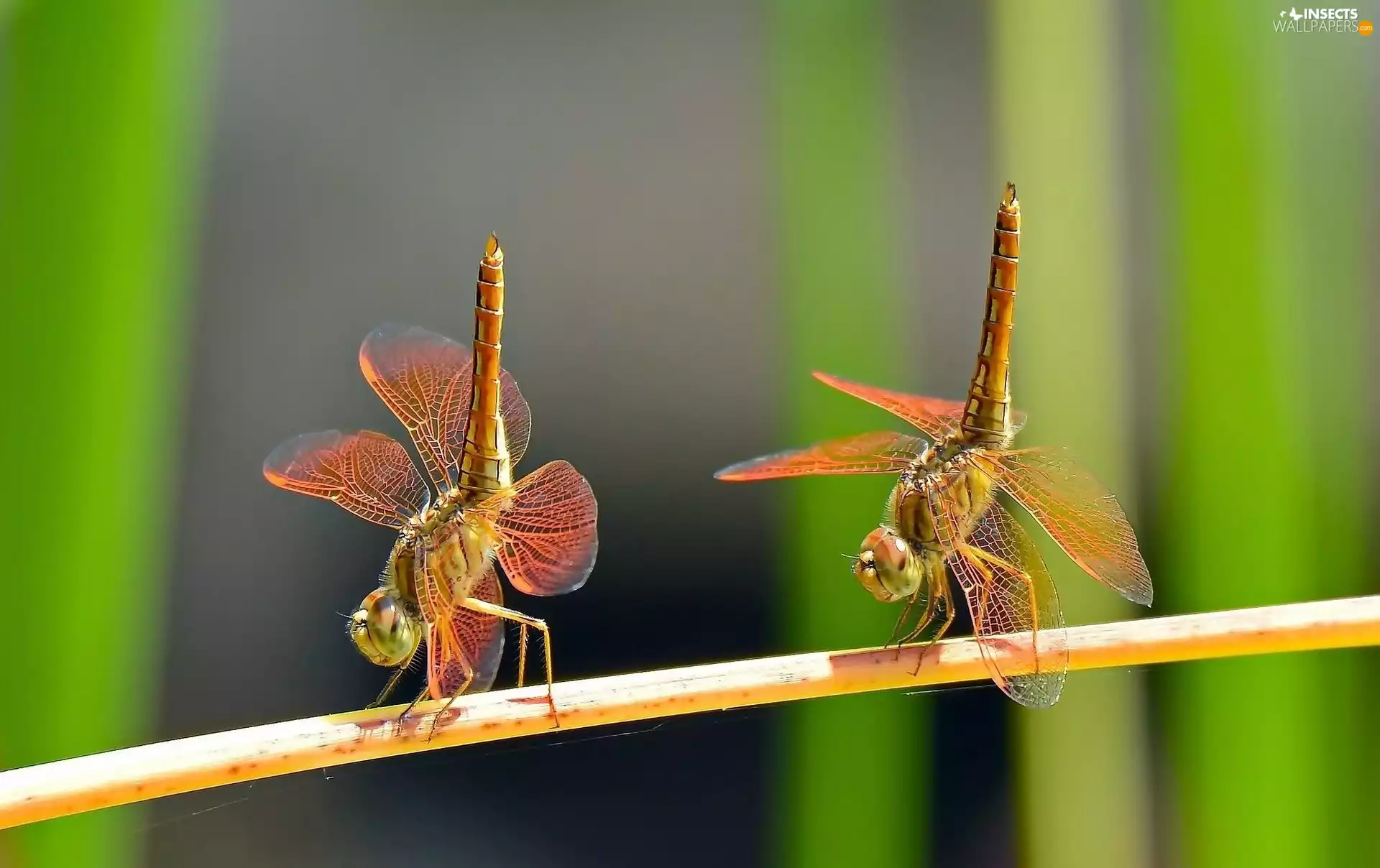 Two, dragon-fly, Close, Dancing