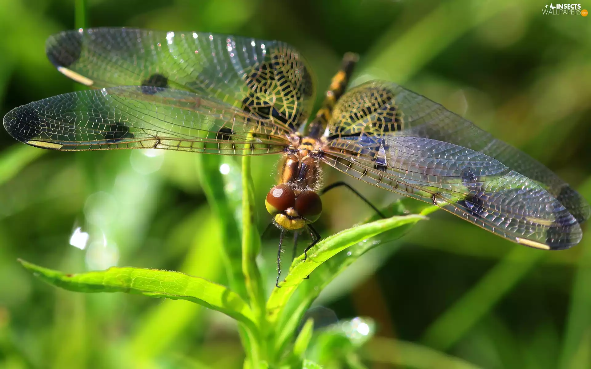 Close, dragon-fly, plant, Insect
