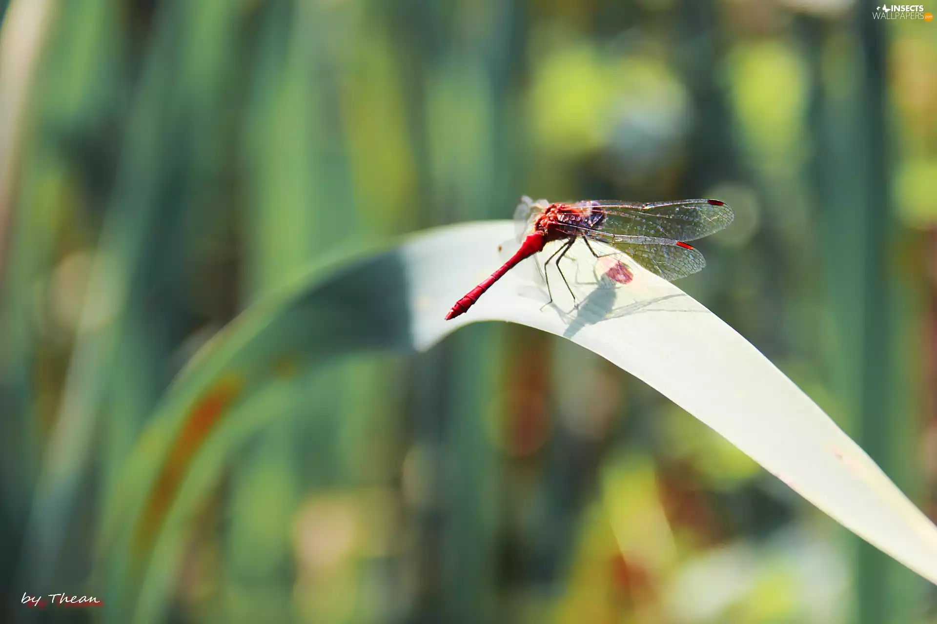 dragon-fly, grass