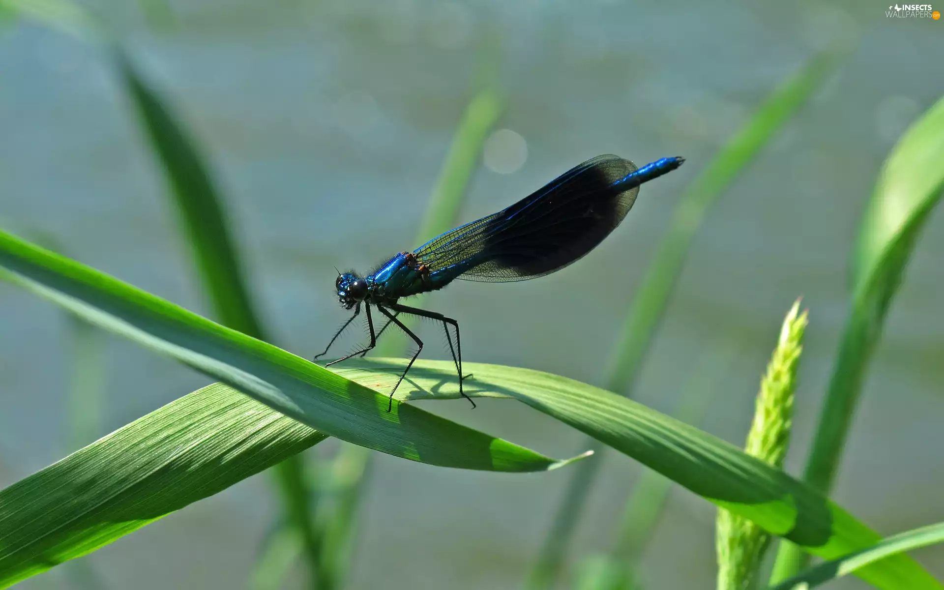dragon-fly, grass