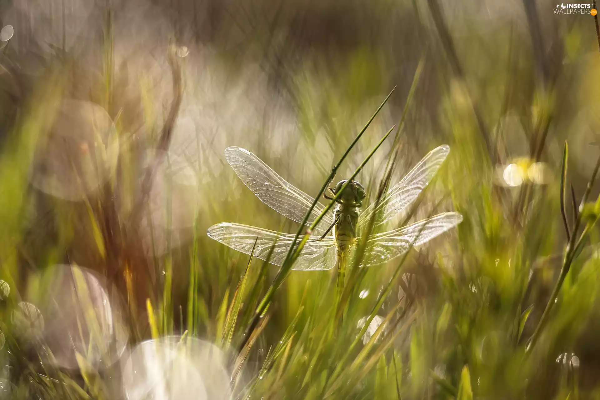 dragon-fly, grass