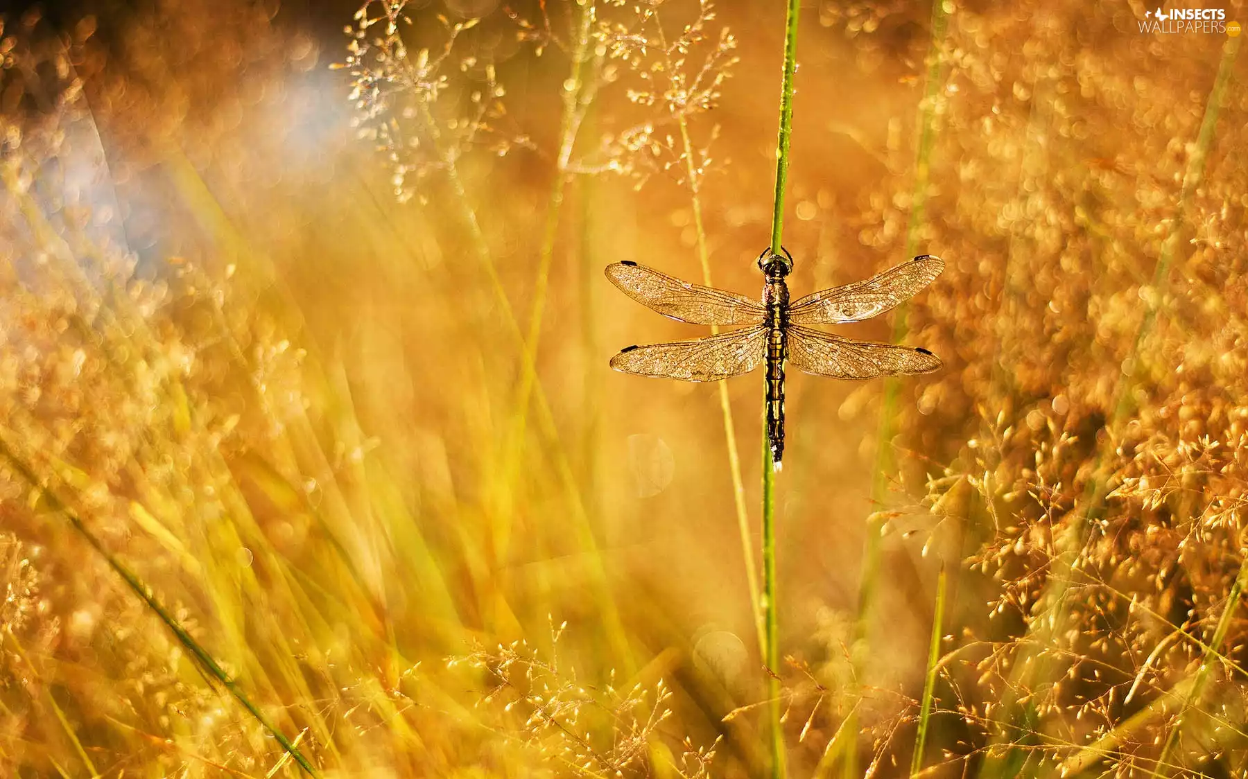 dragon-fly, grass