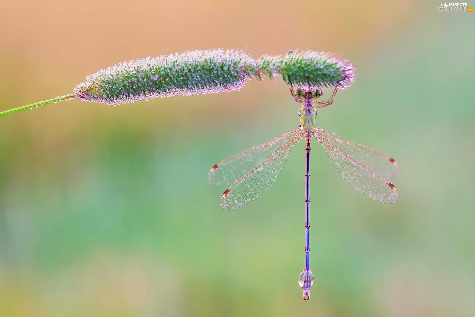 dragon-fly, grass