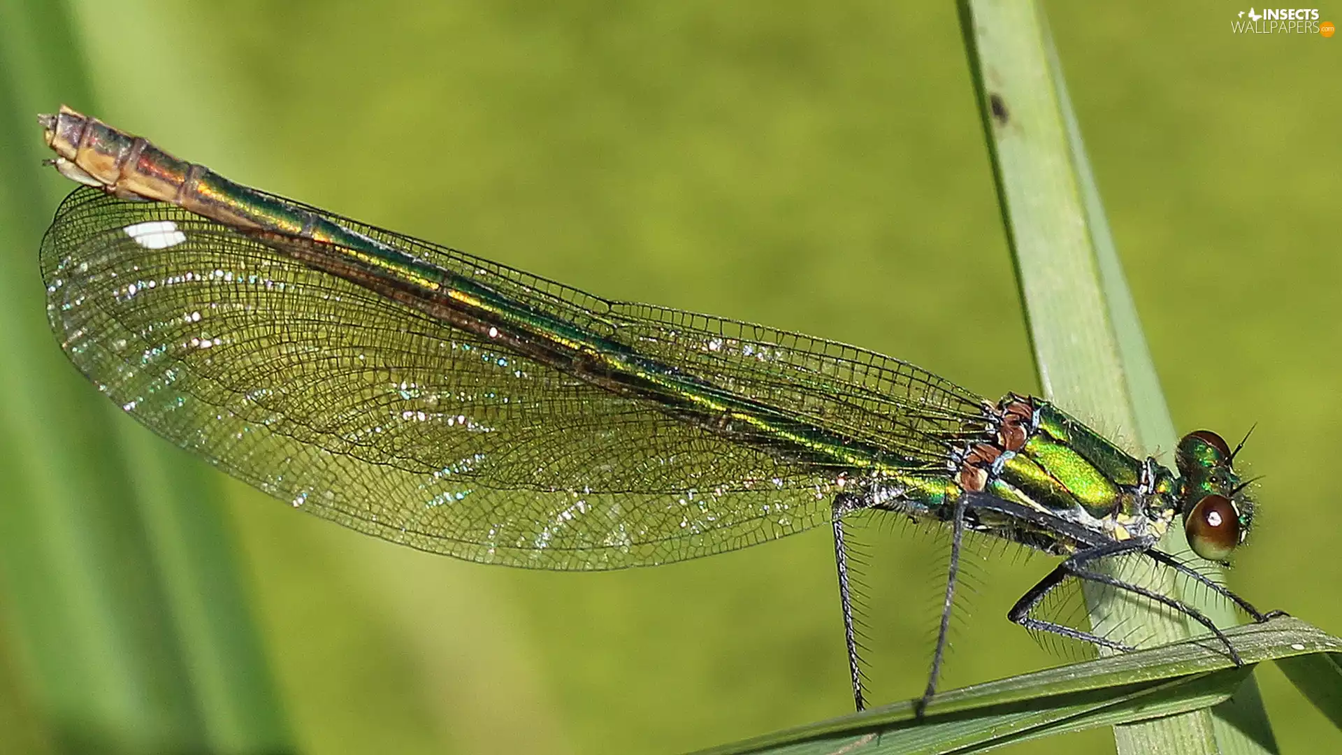 dragon-fly, grass