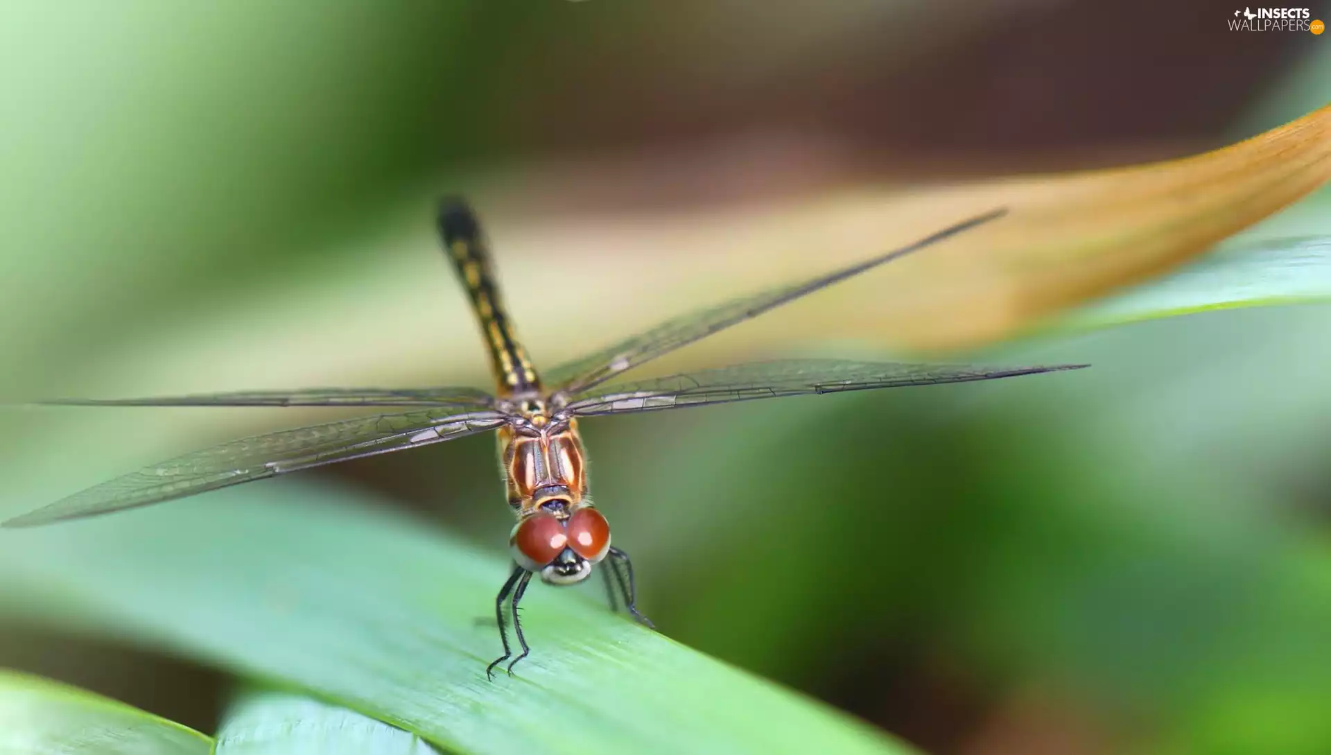 dragon-fly, leaf