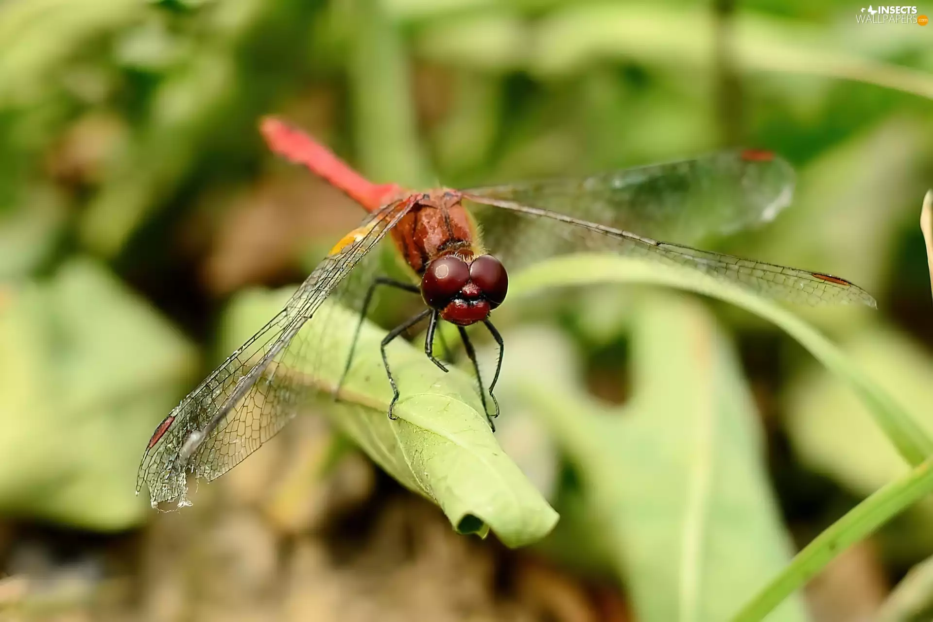 dragon-fly, Leaf