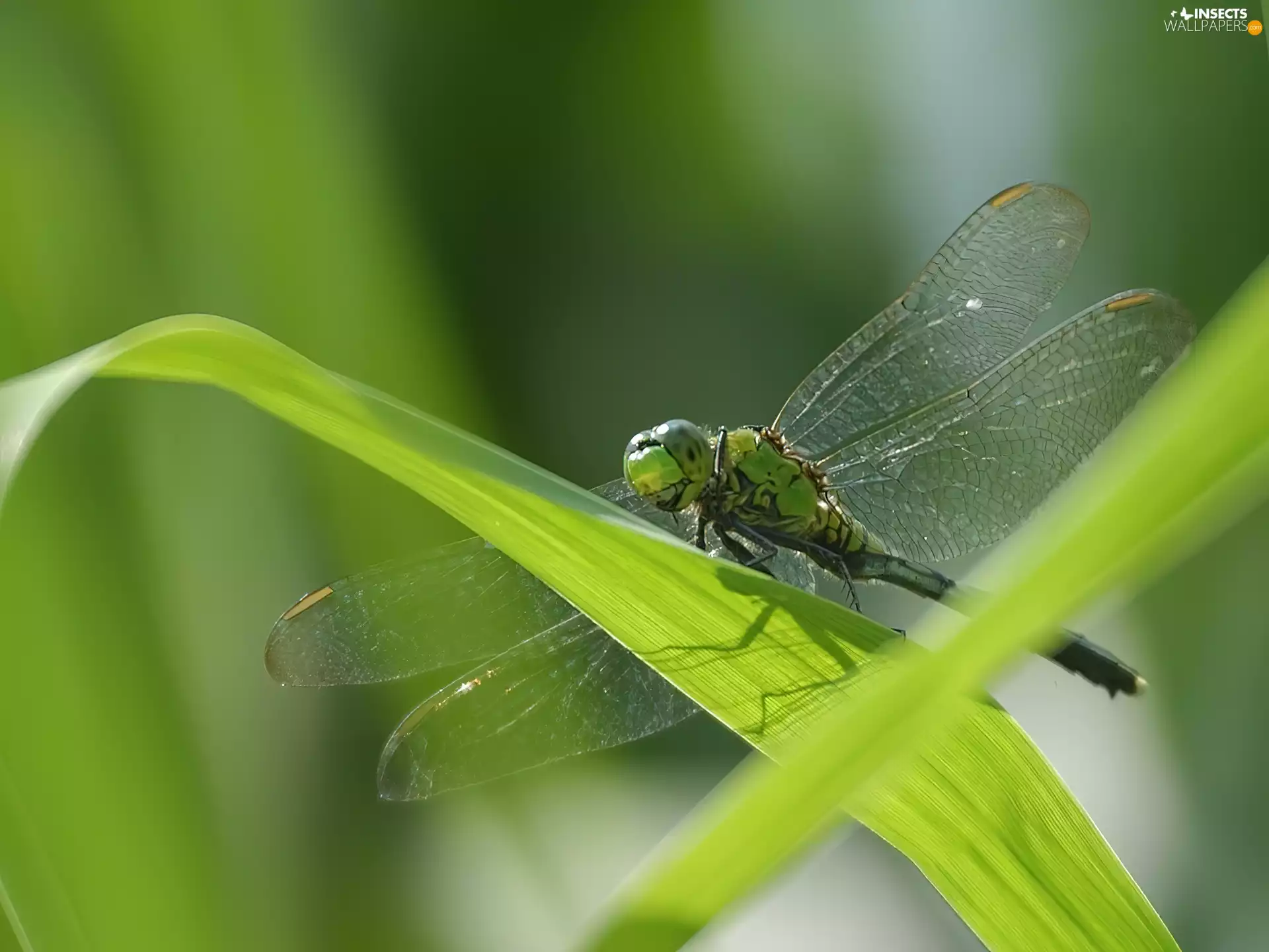 dragon-fly, Leaf