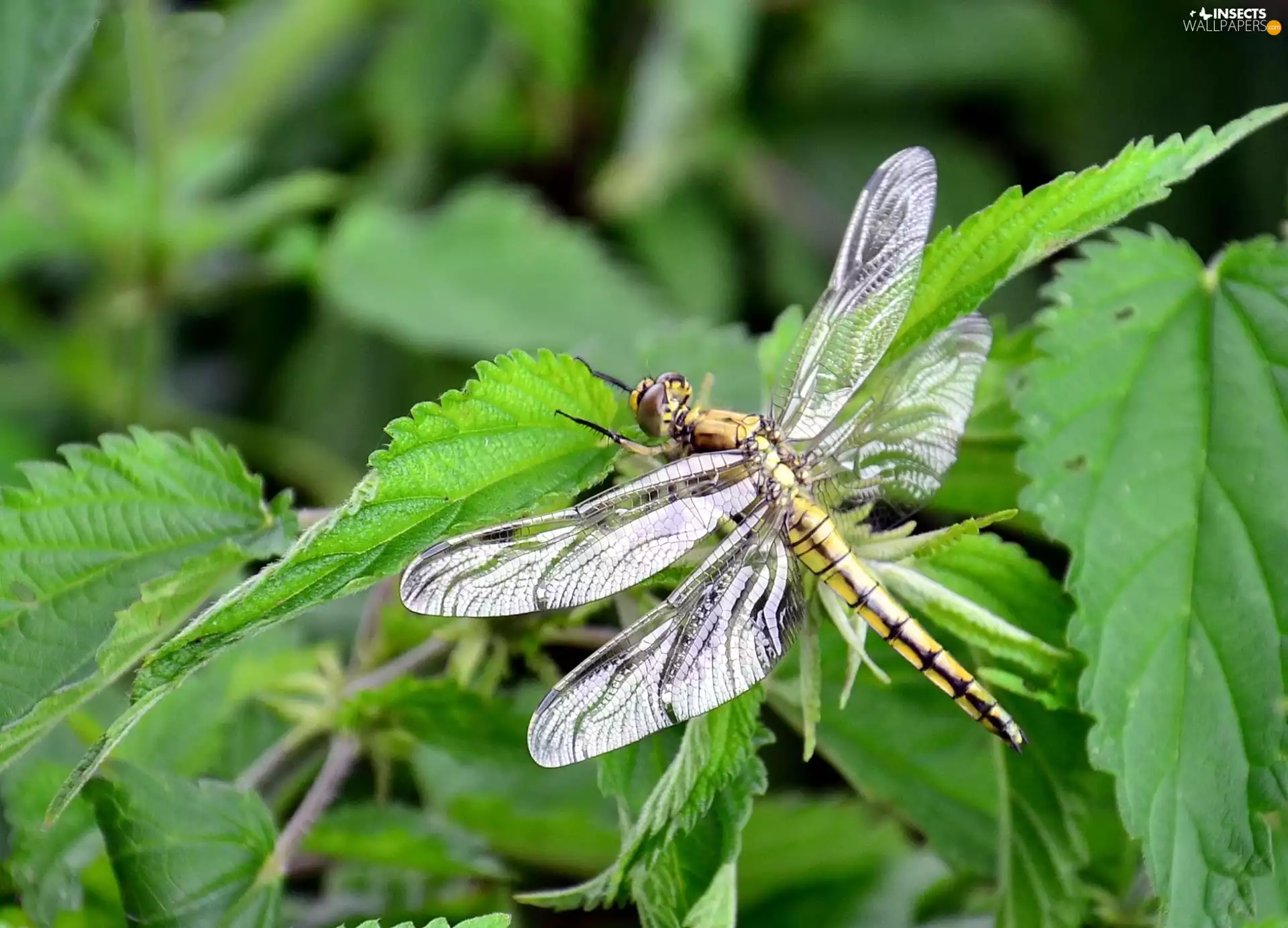 dragon-fly, Leaves