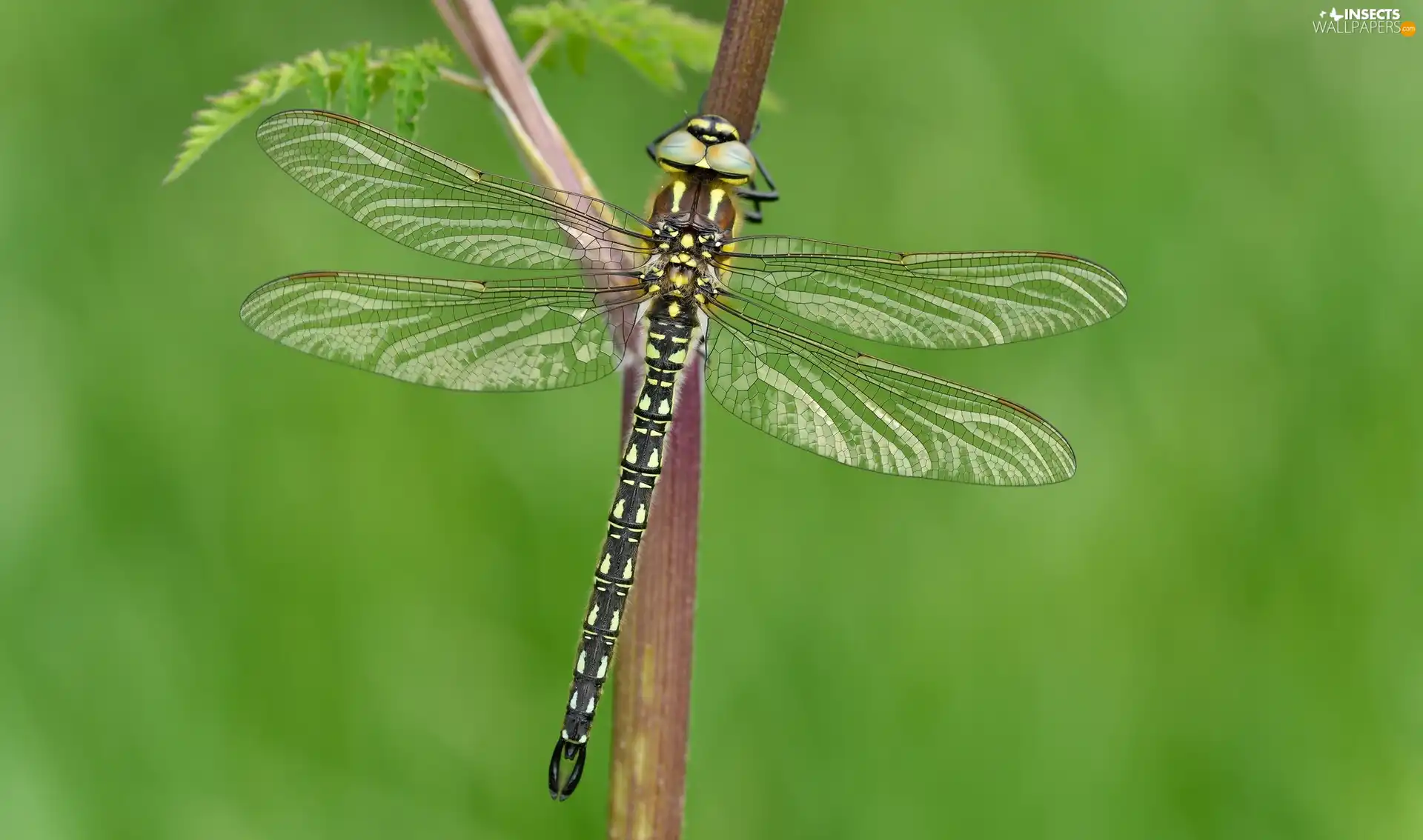 dragon-fly, plant